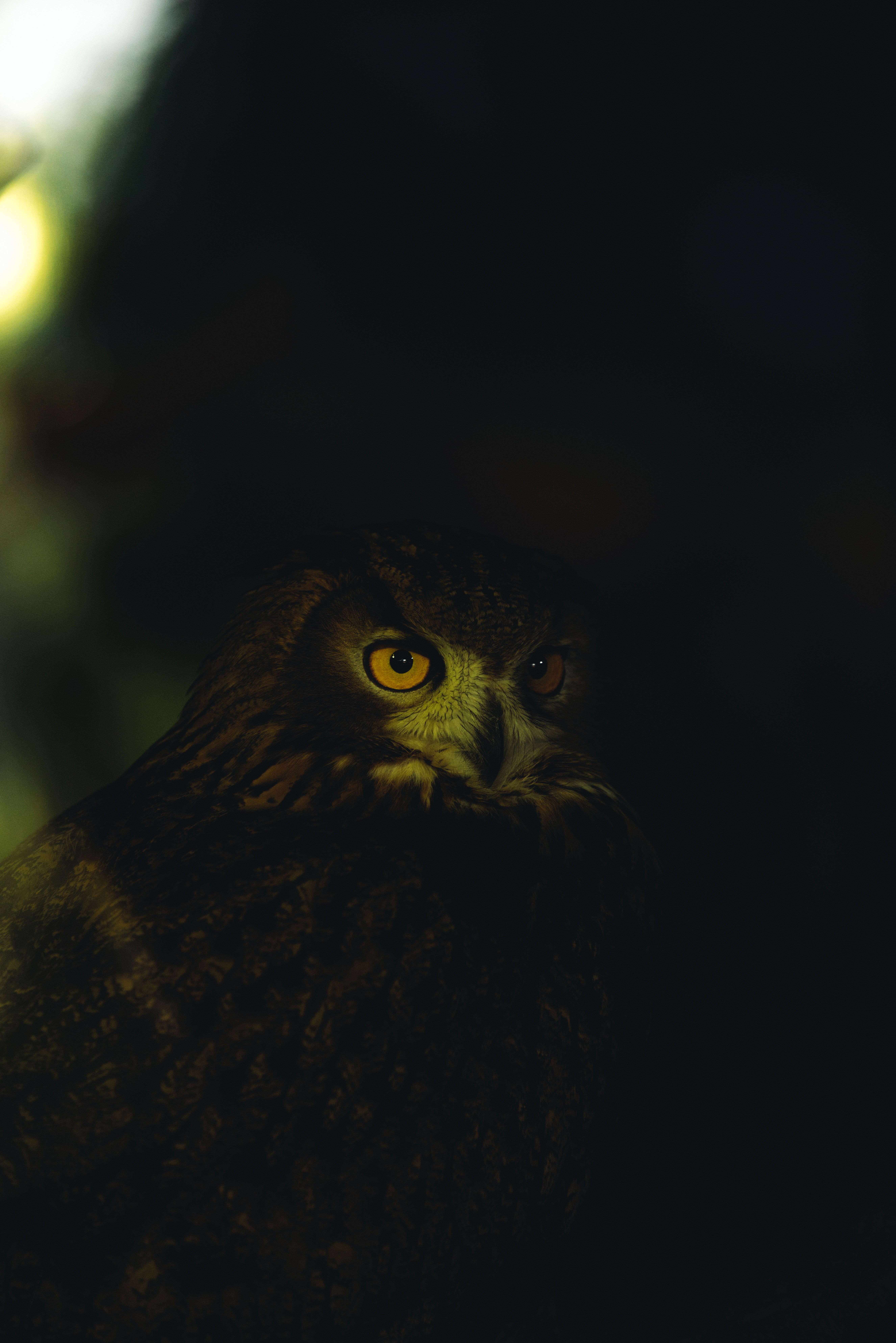 owl, eyes, animals, feather, dark 8K