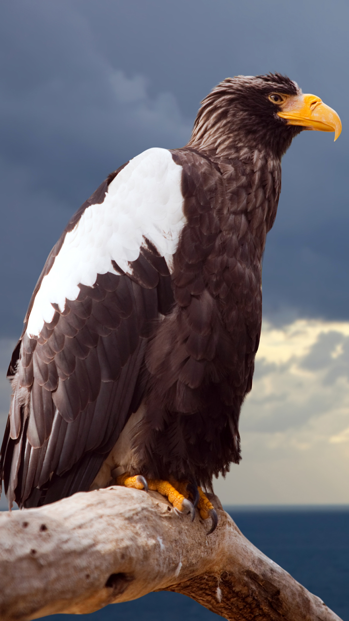 animal, steller's sea eagle, bird, birds