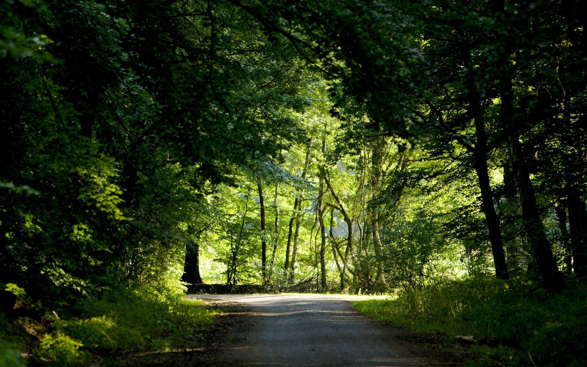 Free download wallpaper Trees, Crossroads, Crossroad, Summer, Nature, Road, Forest, Greens on your PC desktop