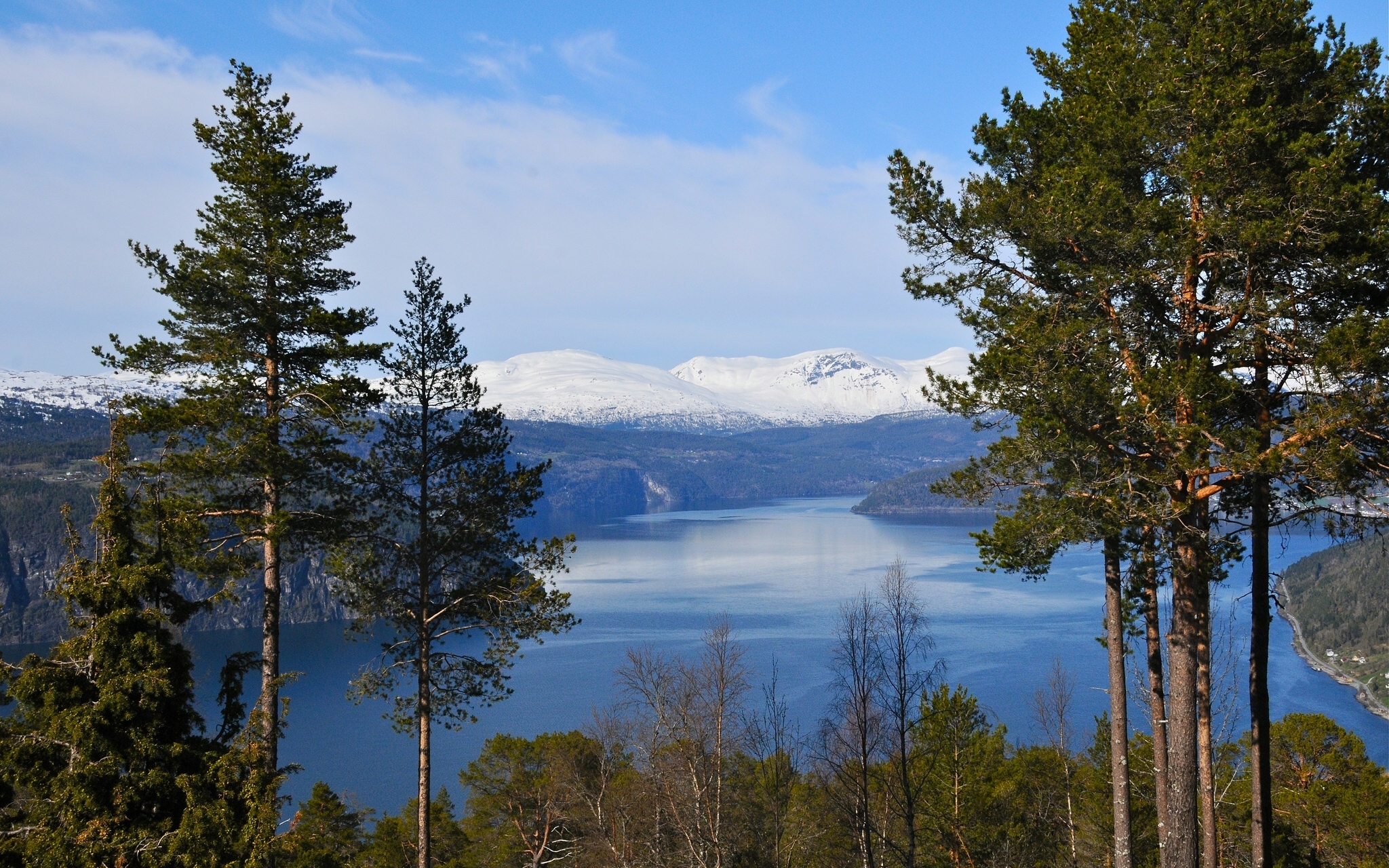 Скачать картинку Пейзаж, Гора, Норвегия, Сосна, Земля/природа, Фьорд в телефон бесплатно.