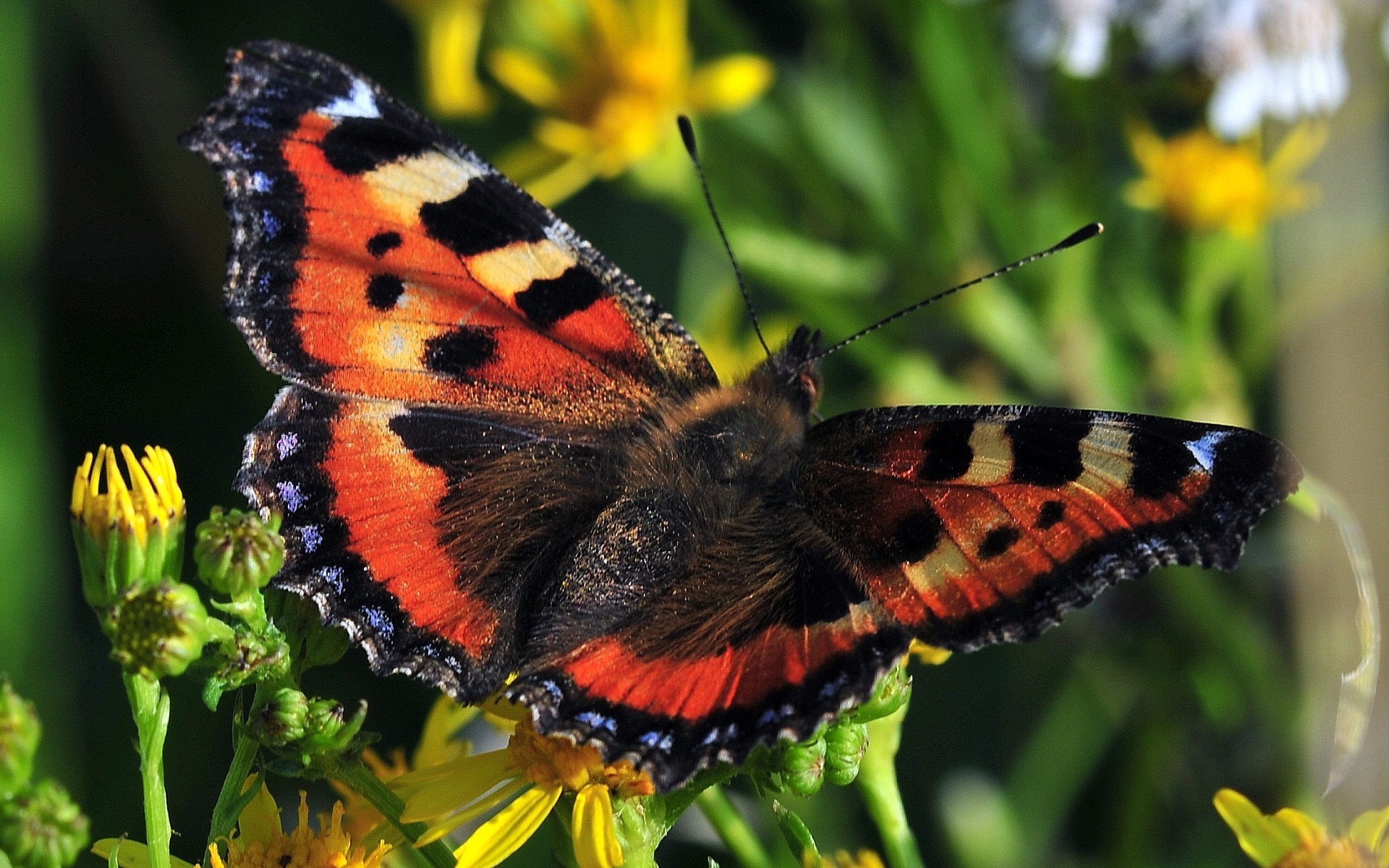 無料モバイル壁紙動物, 蝶をダウンロードします。