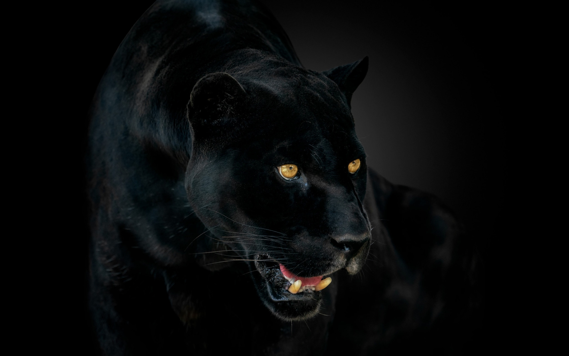 Laden Sie das Tiere, Katzen, Nahansicht, Schwarzer Panther-Bild kostenlos auf Ihren PC-Desktop herunter