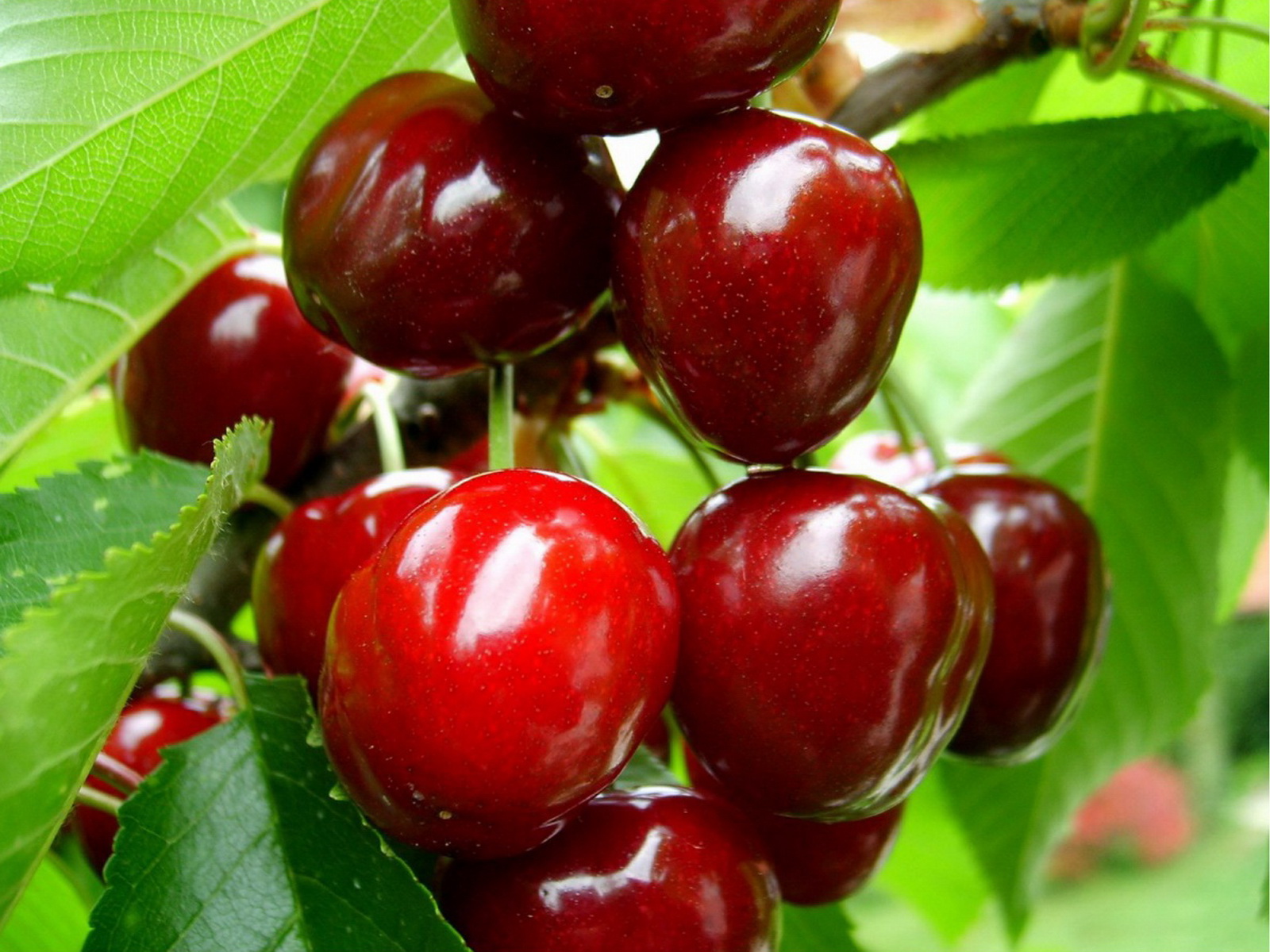 Download mobile wallpaper Food, Cherry for free.