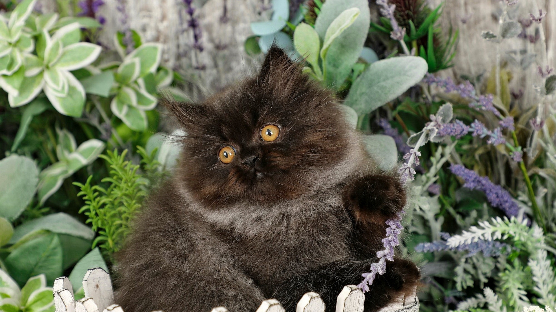 PCデスクトップに動物, 花, ネコ, 猫画像を無料でダウンロード