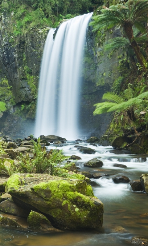 Download mobile wallpaper Waterfalls, Waterfall, Fern, Forest, Tree, Earth, Tropical for free.