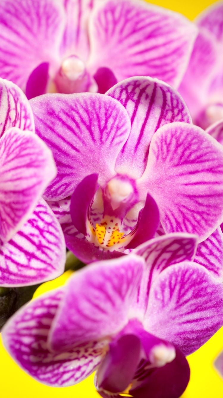 Download mobile wallpaper Orchid, Flowers, Flower, Earth for free.