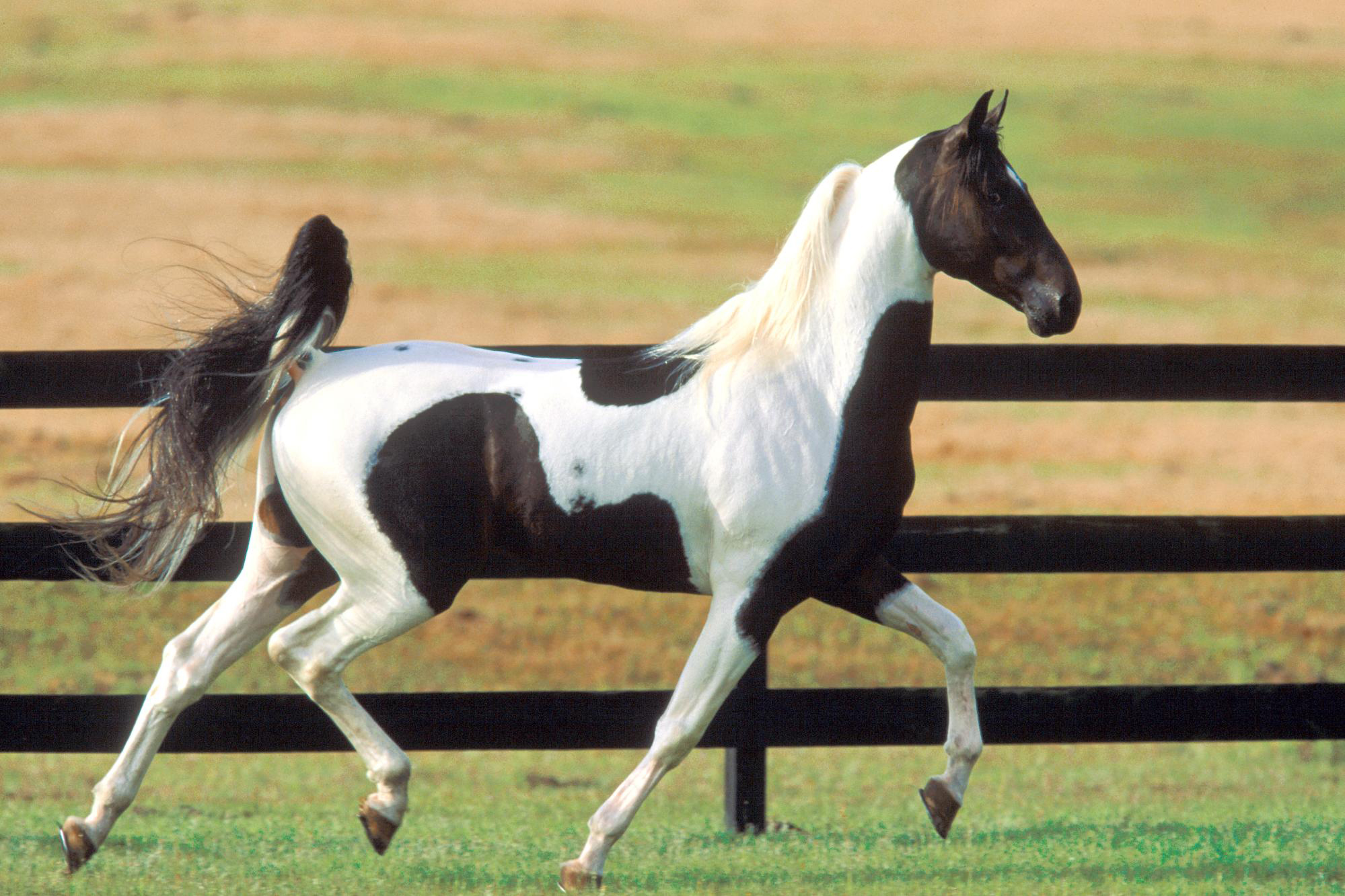 Descarga gratuita de fondo de pantalla para móvil de Animales, Caballo.