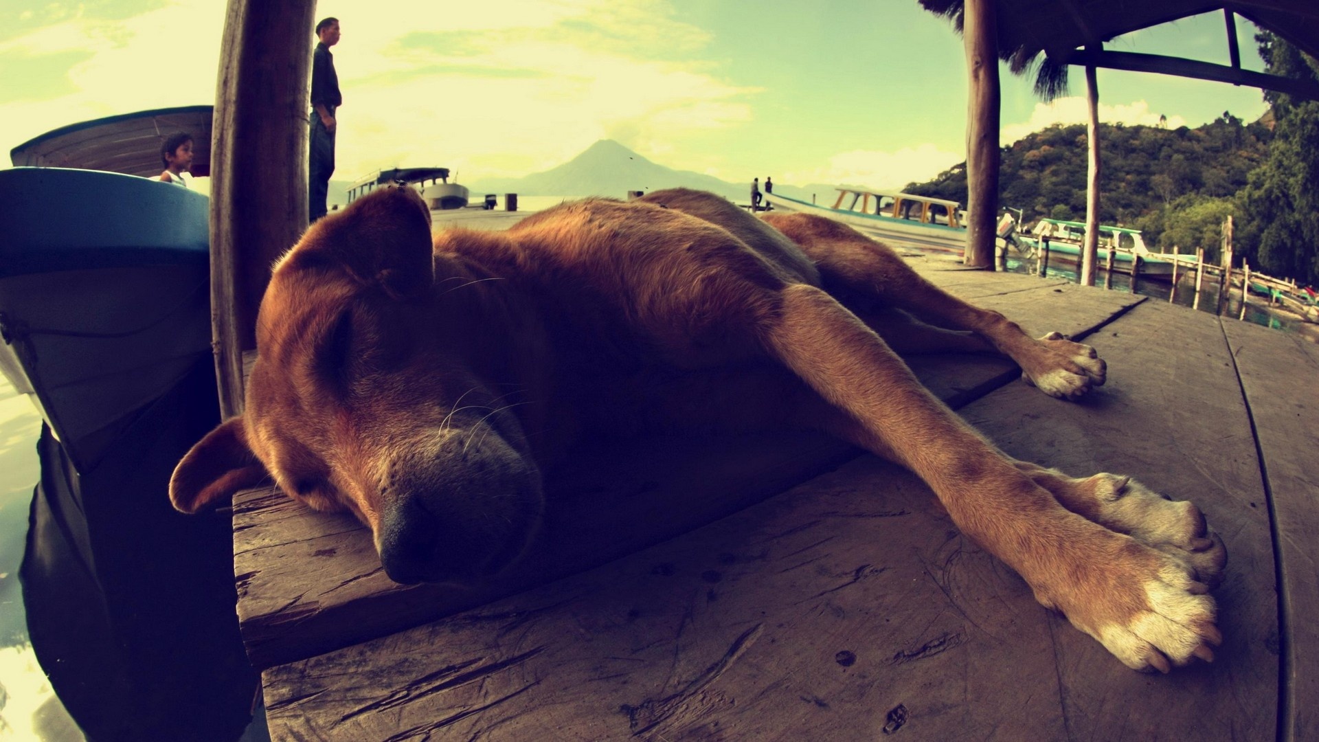 Baixar papel de parede para celular de Animais, Cão gratuito.