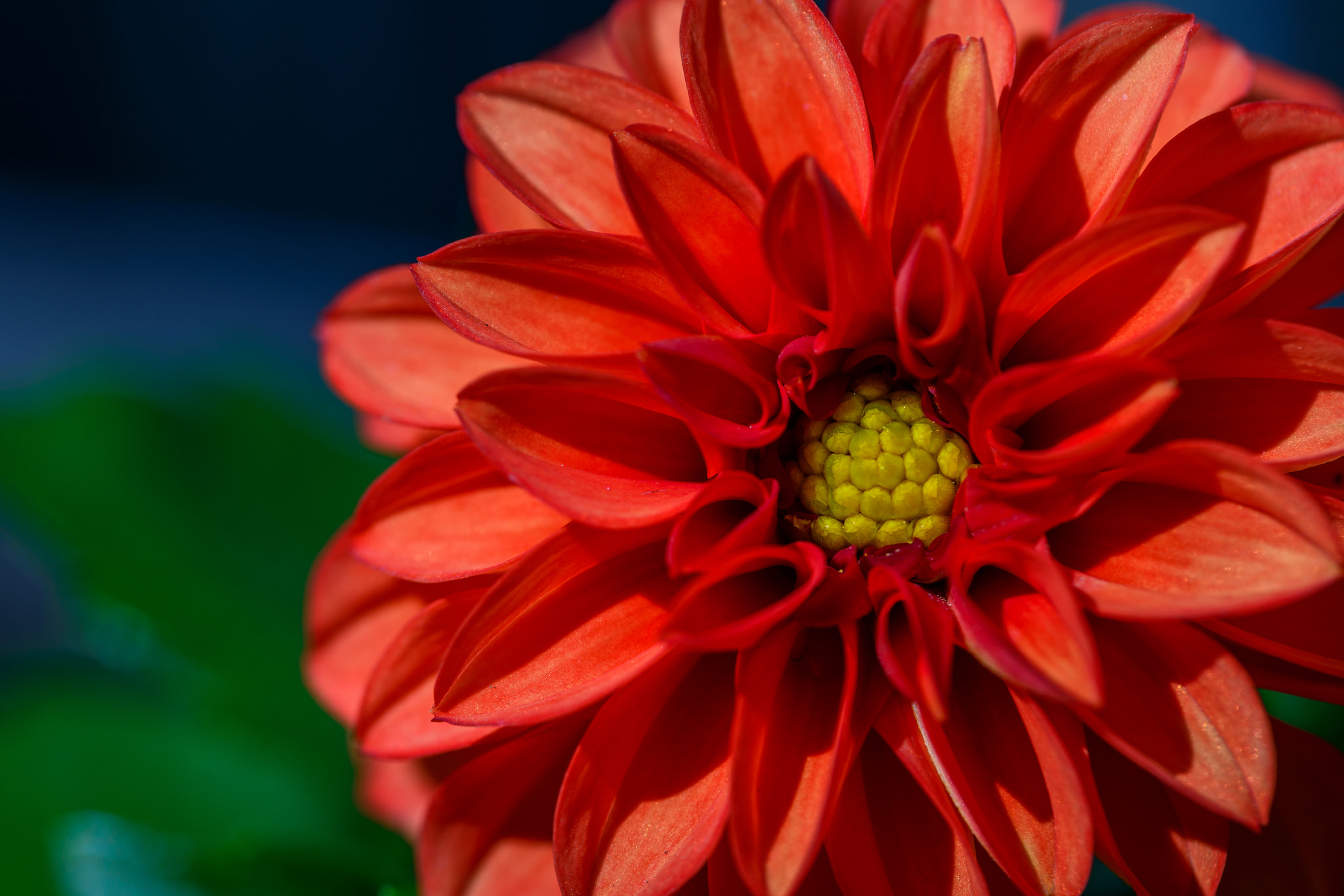 Free download wallpaper Flowers, Flower, Close Up, Earth, Dahlia, Red Flower on your PC desktop