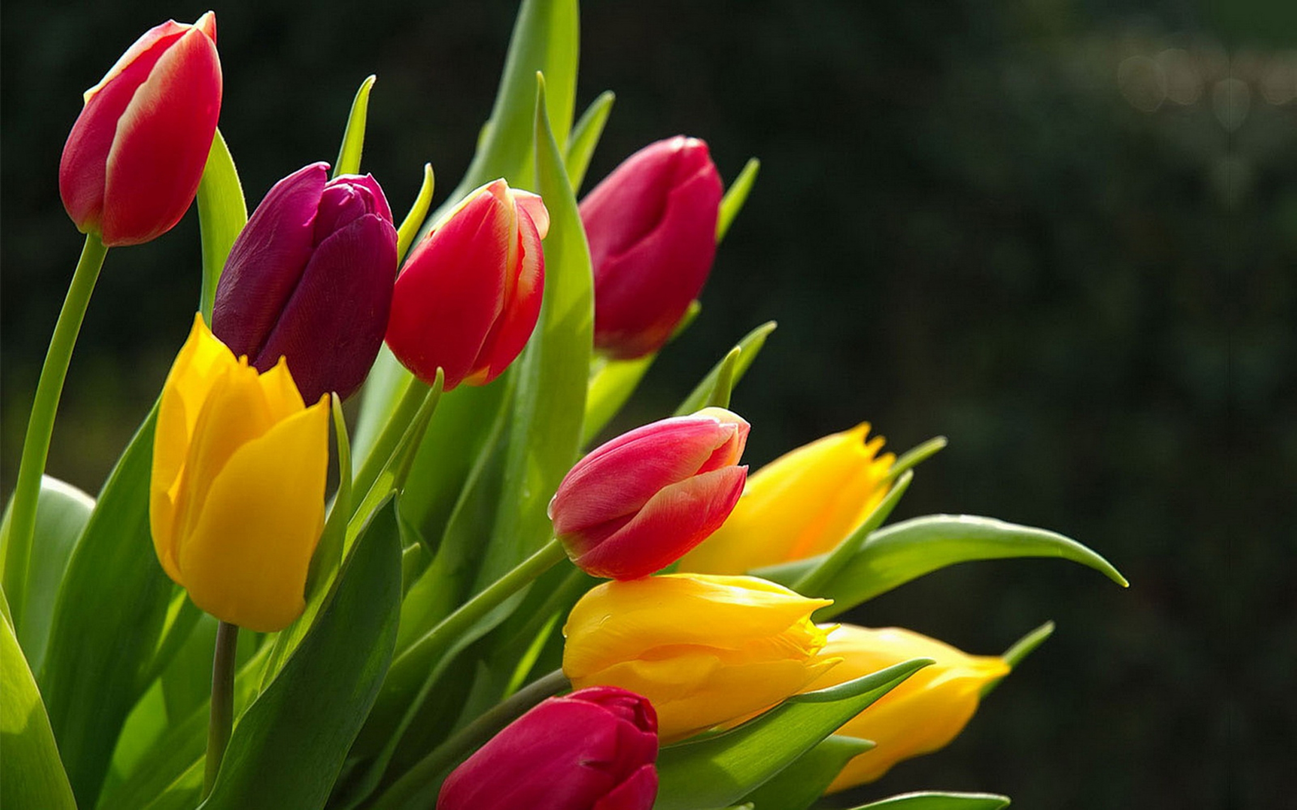 Baixe gratuitamente a imagem Flores, Fechar Se, Cores, Colorido, Tulipa, Flor Amarela, Flor Roxa, Terra/natureza na área de trabalho do seu PC