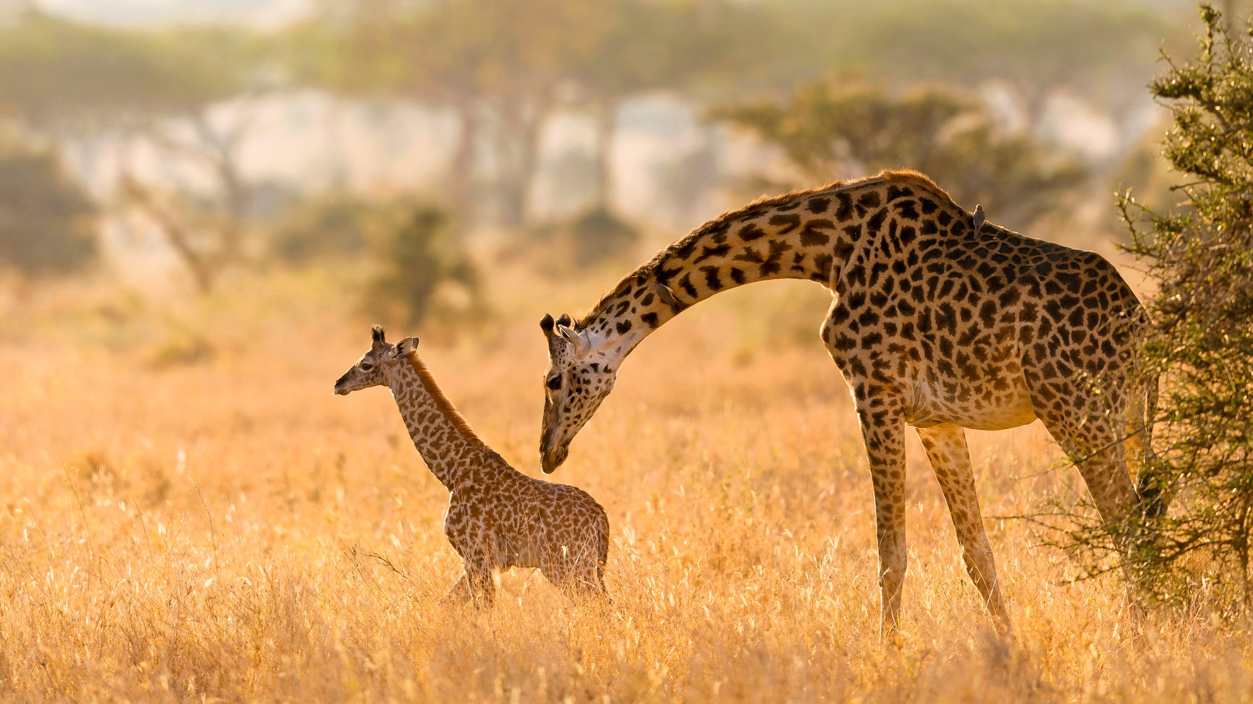 Téléchargez gratuitement l'image Animaux, Girafe, Bébé Animal sur le bureau de votre PC
