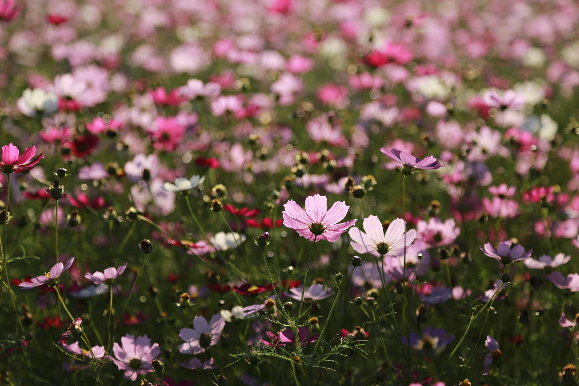 Download mobile wallpaper Nature, Flowers, Flower, Earth, Cosmos, Pink Flower for free.