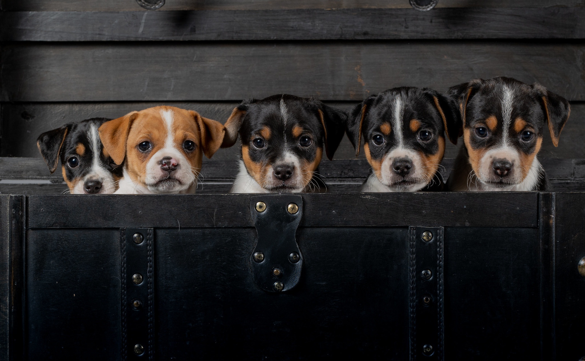 Free download wallpaper Dogs, Dog, Animal, Puppy, Baby Animal on your PC desktop