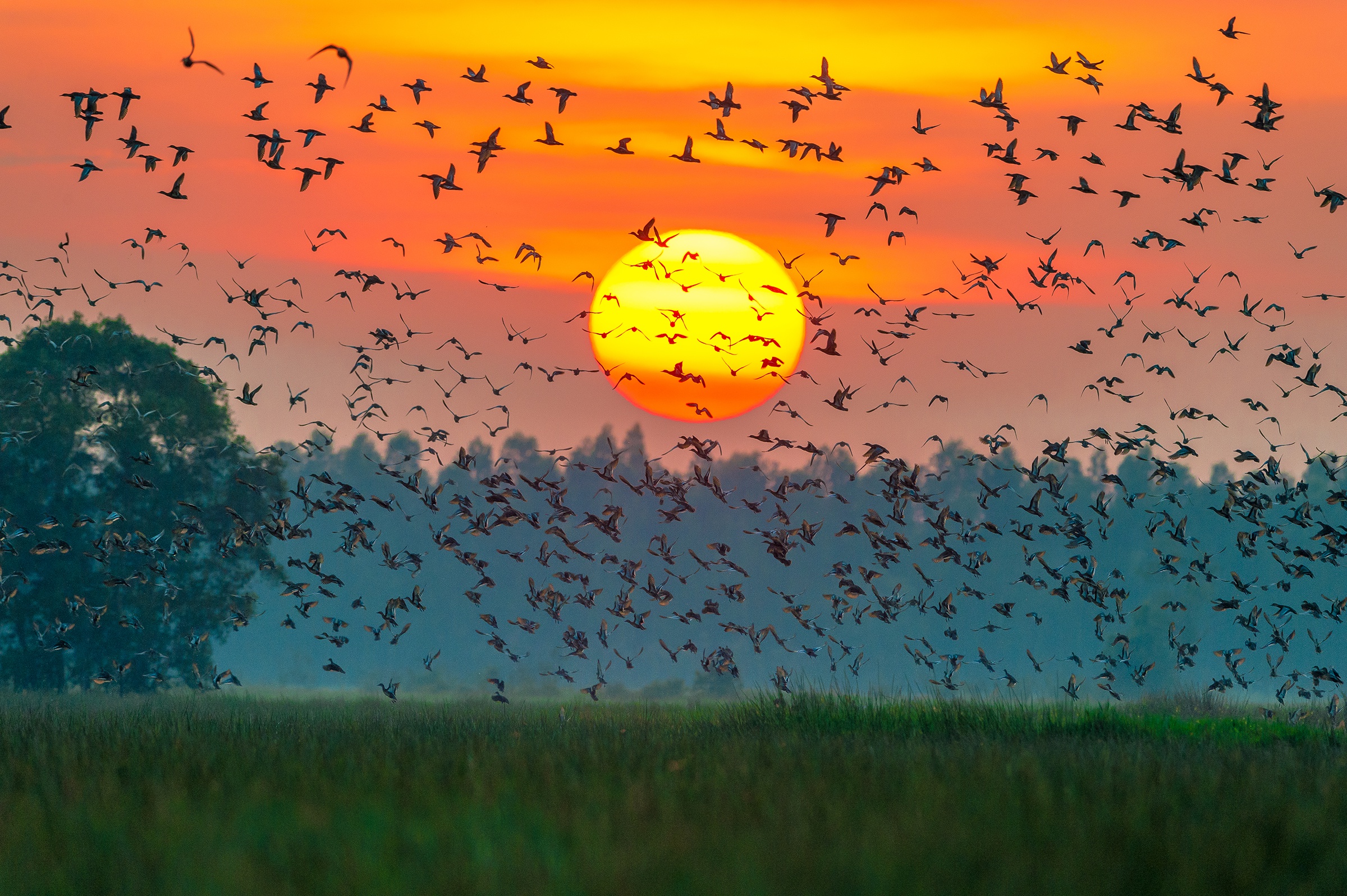 無料モバイル壁紙動物, 鳥, 日没, 太陽, 鳥の群れをダウンロードします。