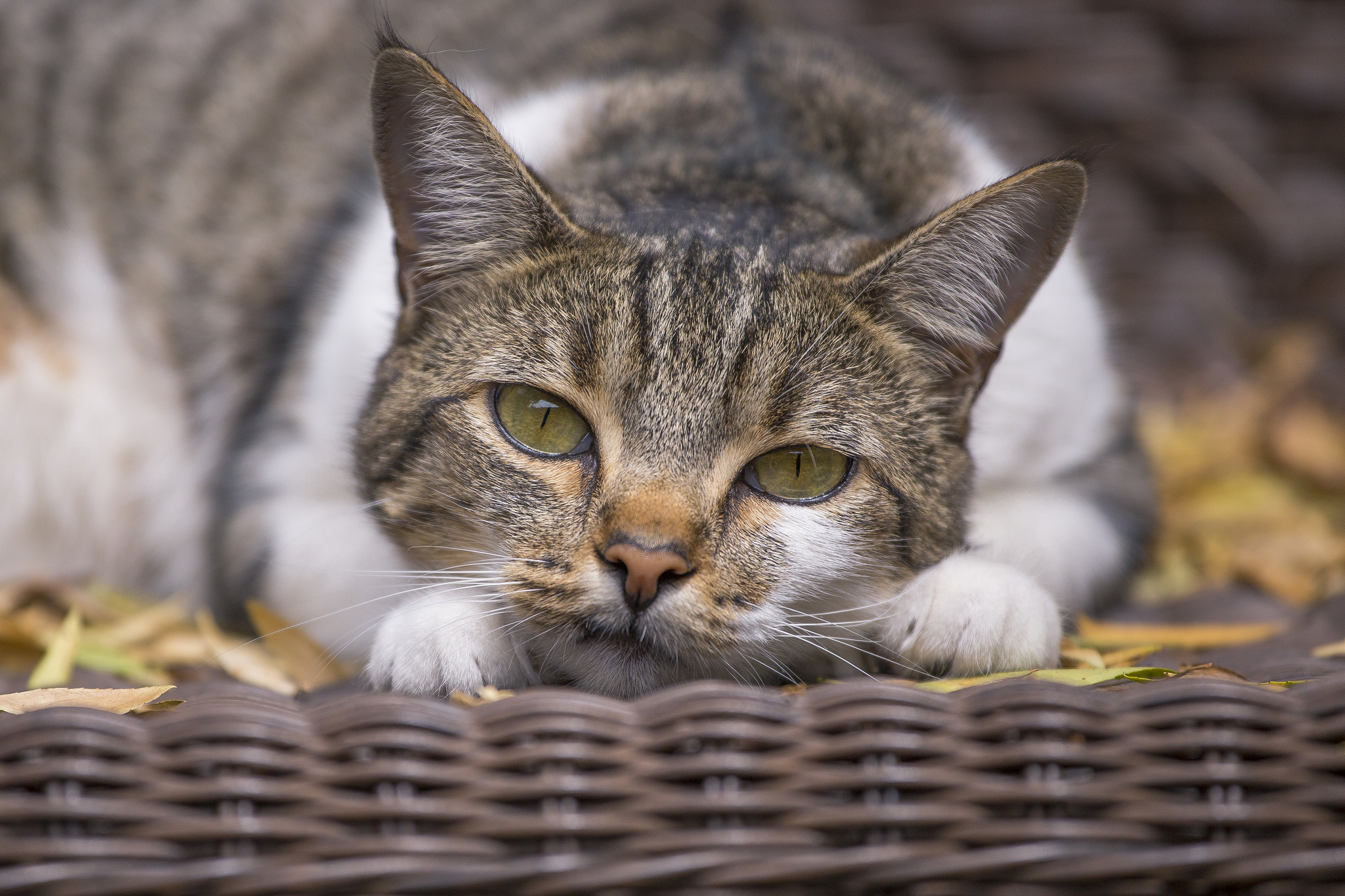 Baixe gratuitamente a imagem Animais, Gatos, Gato, Focinho na área de trabalho do seu PC