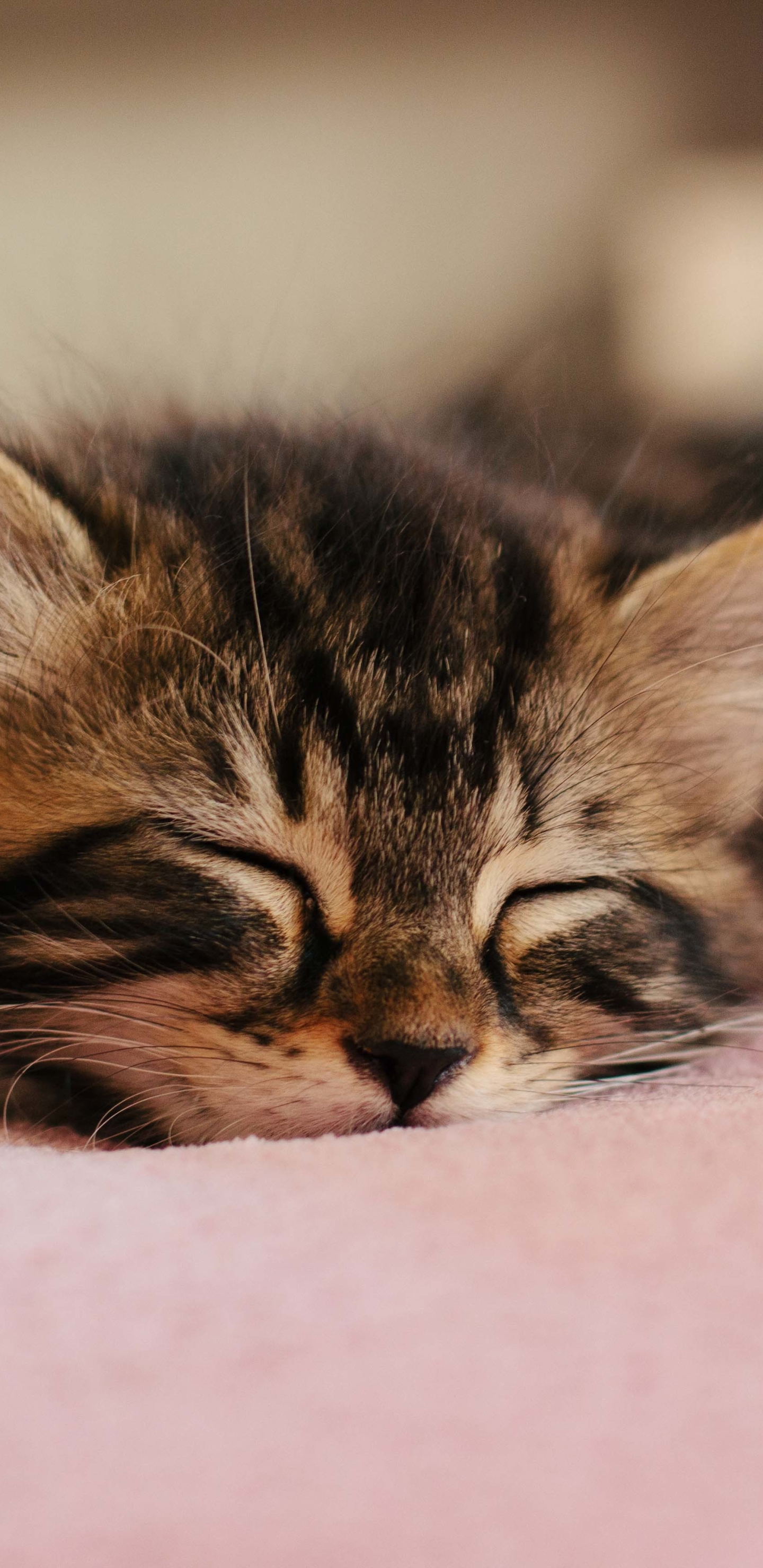 Descarga gratuita de fondo de pantalla para móvil de Animales, Gatos, Gato, Gatito, Dormido, Bebe Animal.