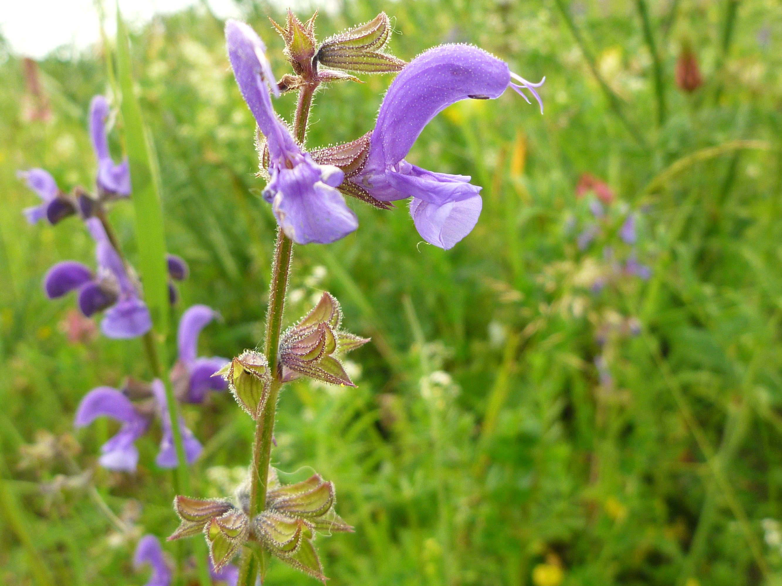 Descarga gratuita de fondo de pantalla para móvil de Salvia Pratensis, Púrpura, Flores, Flor, Tierra/naturaleza.