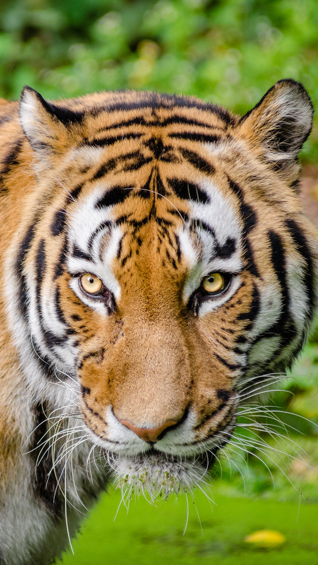 1115594 Protetores de tela e papéis de parede Gatos em seu telefone. Baixe  fotos gratuitamente