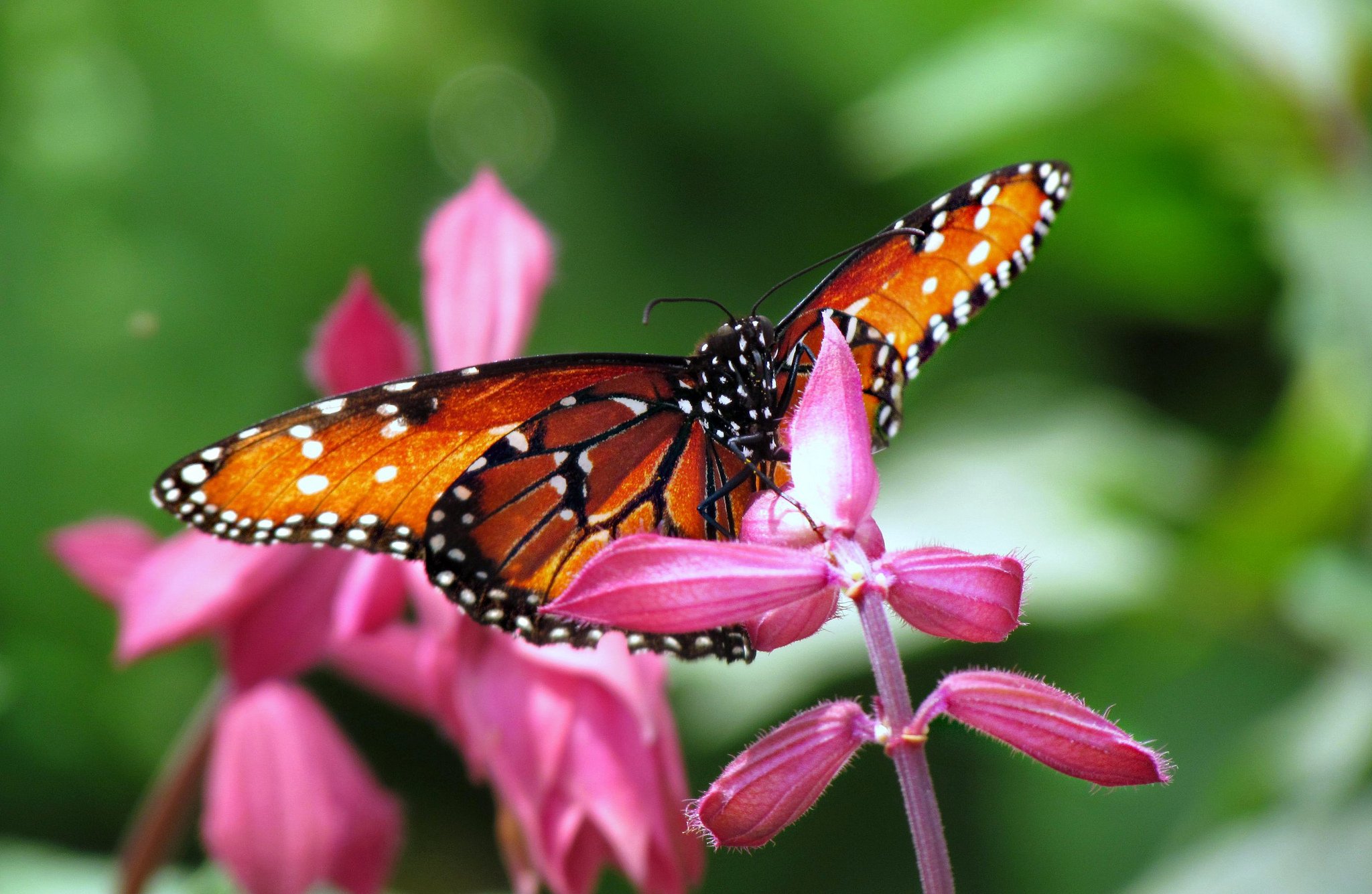 Download mobile wallpaper Butterfly, Animal for free.