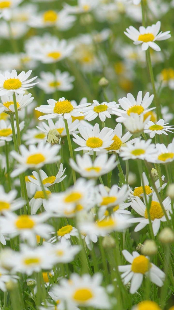 Download mobile wallpaper Nature, Summer, Flower, Close Up, Earth, Chamomile, White Flower for free.