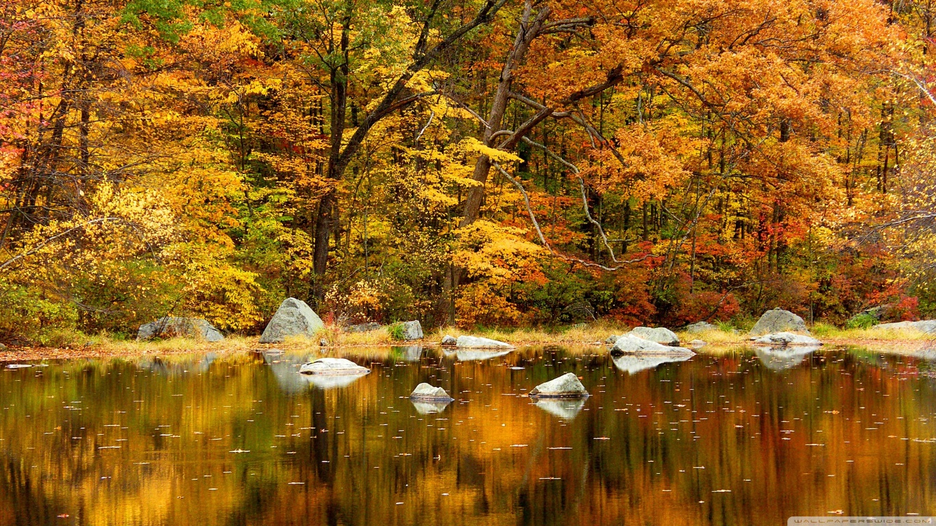 無料モバイル壁紙川, 木, 秋, 湖, 地球をダウンロードします。