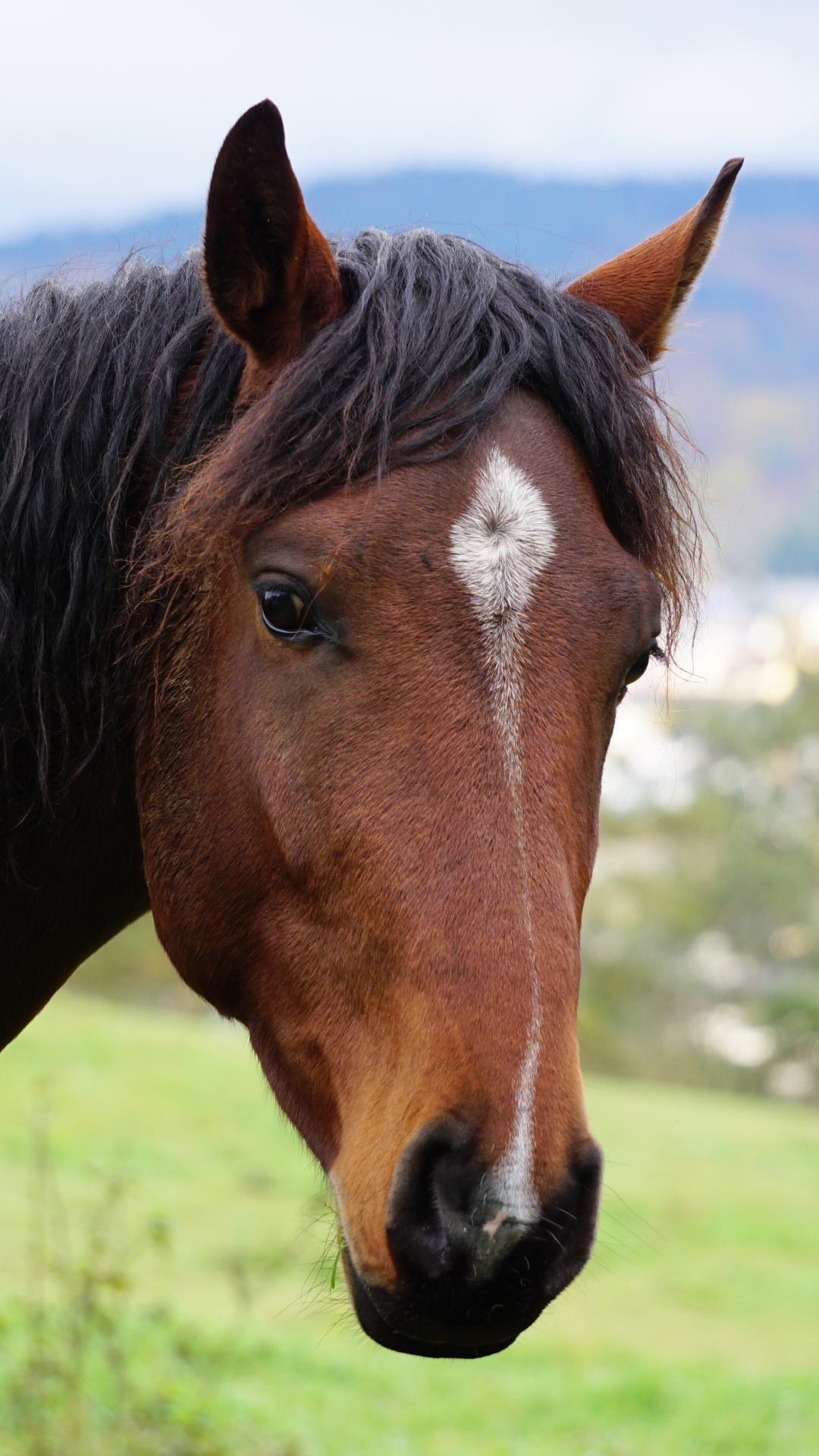 Download mobile wallpaper Muzzle, Animal, Horse for free.