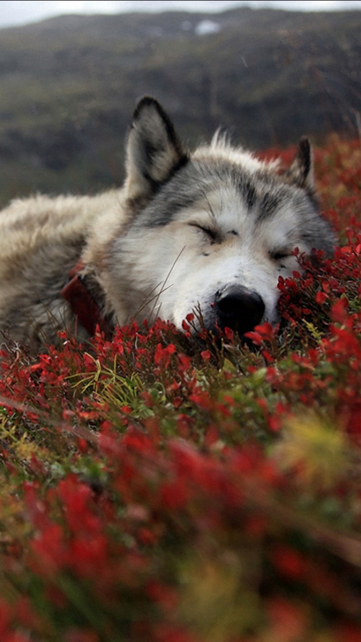 Handy-Wallpaper Tiere, Wolf, Alaska, Wolves kostenlos herunterladen.