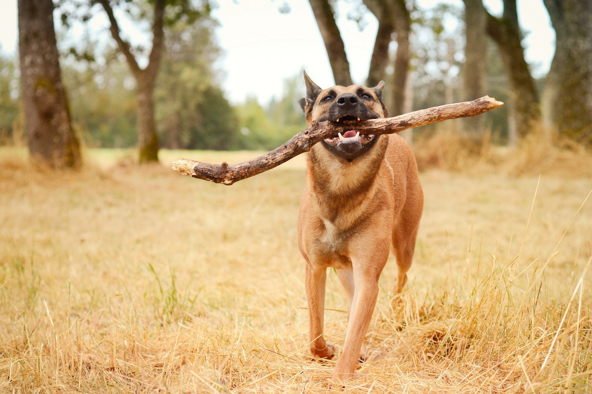 Handy-Wallpaper Tiere, Hunde, Hund kostenlos herunterladen.