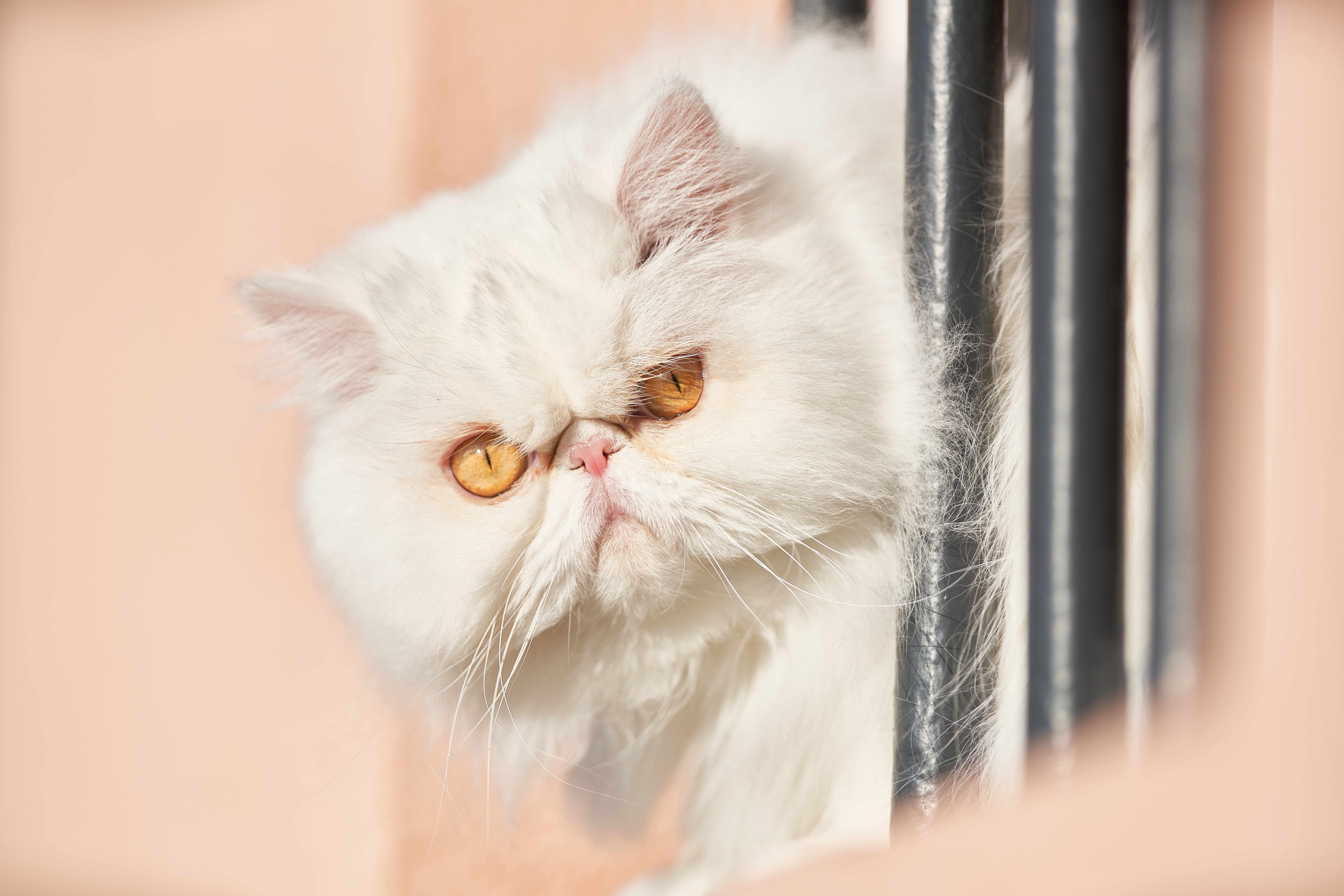 486210 скачать обои персидская кошка, животные, кошка, глазеть, кошки - заставки и картинки бесплатно