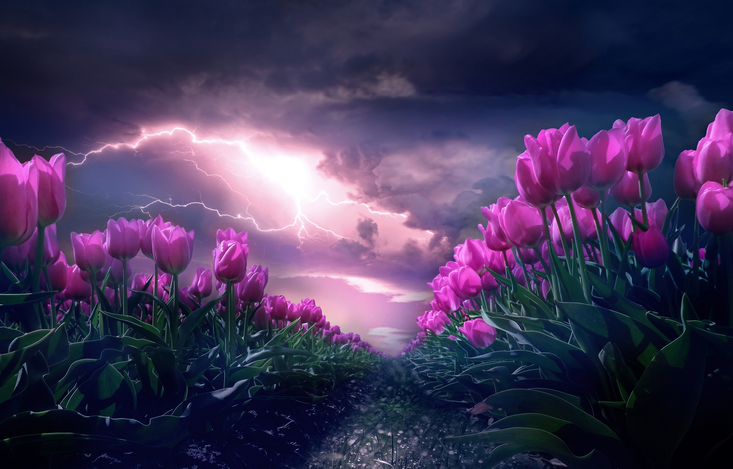 Handy-Wallpaper Natur, Blumen, Blitz, Sommer, Blume, Wolke, Tulpe, Erde/natur, Pinke Blume kostenlos herunterladen.