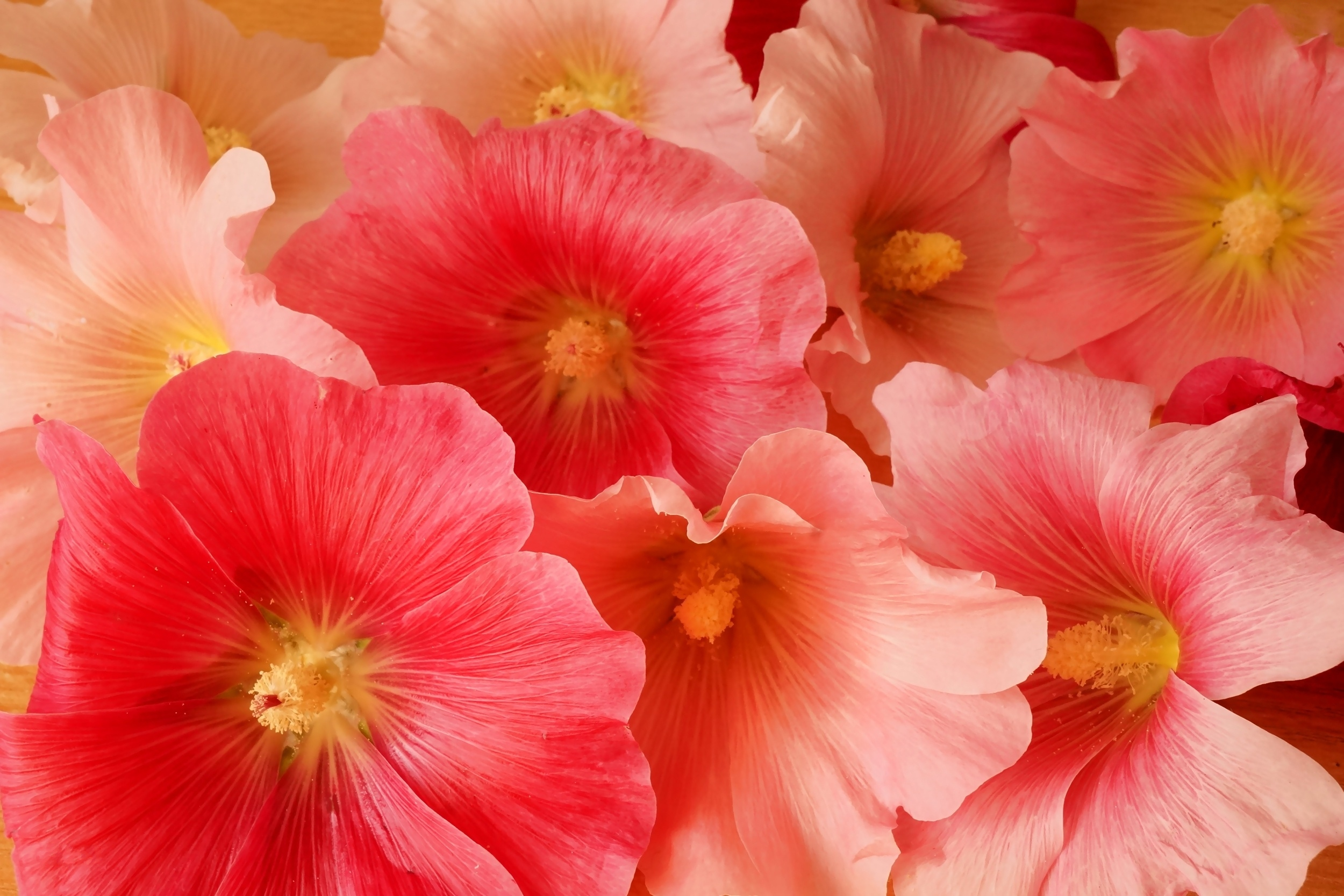 Descarga gratuita de fondo de pantalla para móvil de Flores, Flor, Flor Rosa, De Cerca, Tierra/naturaleza.