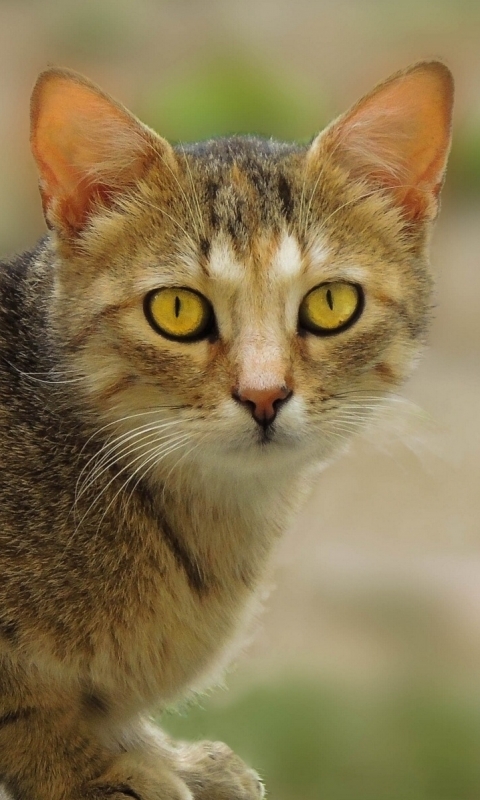 Baixar papel de parede para celular de Animais, Gatos, Gato gratuito.