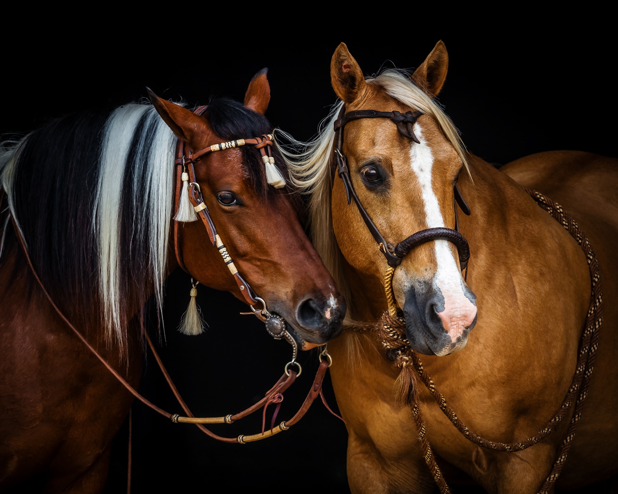 PCデスクトップに動物, 馬画像を無料でダウンロード