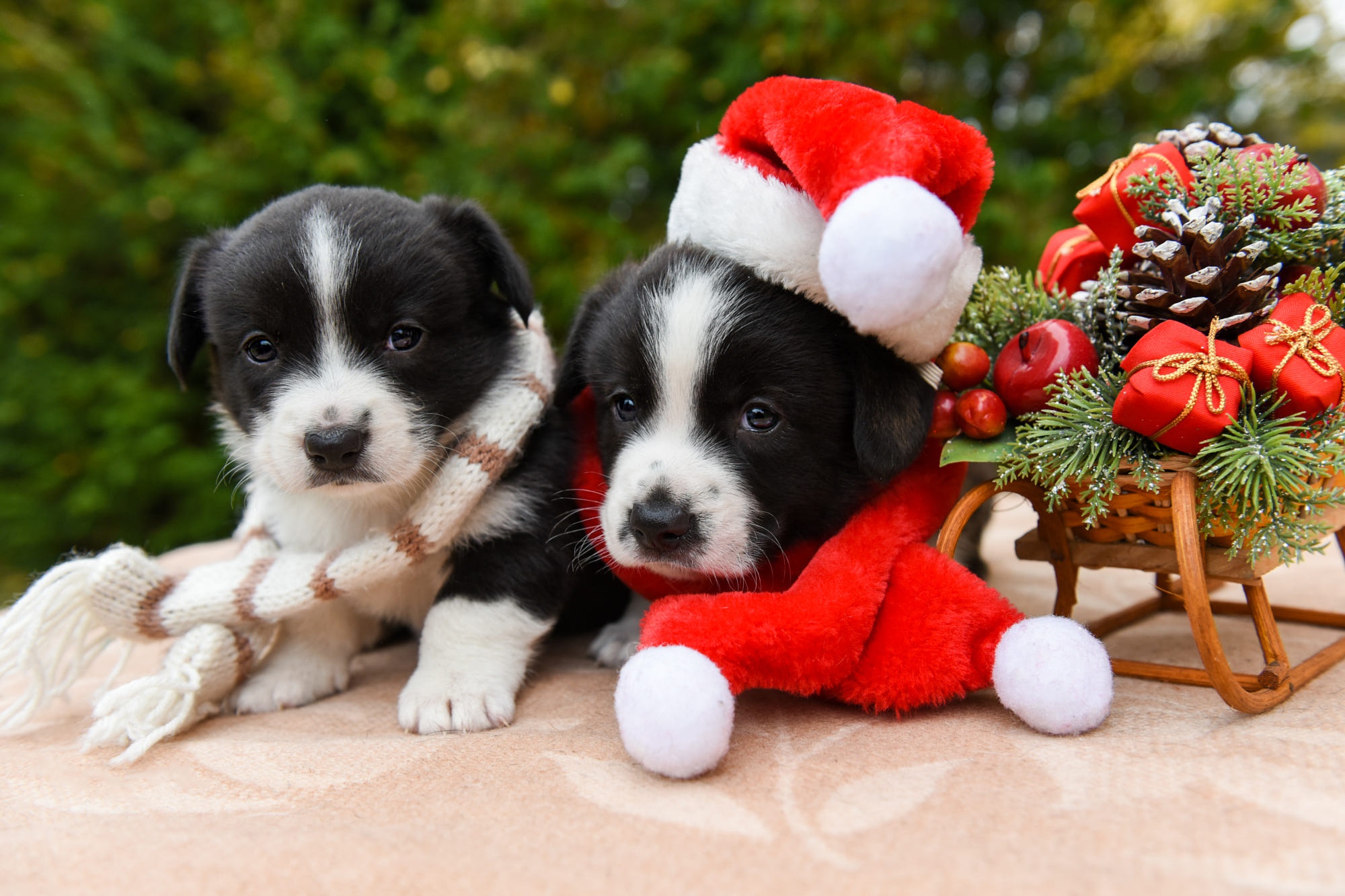 無料モバイル壁紙動物, クリスマス, 犬, 子犬, そり, 赤ちゃん動物, サンタハットをダウンロードします。