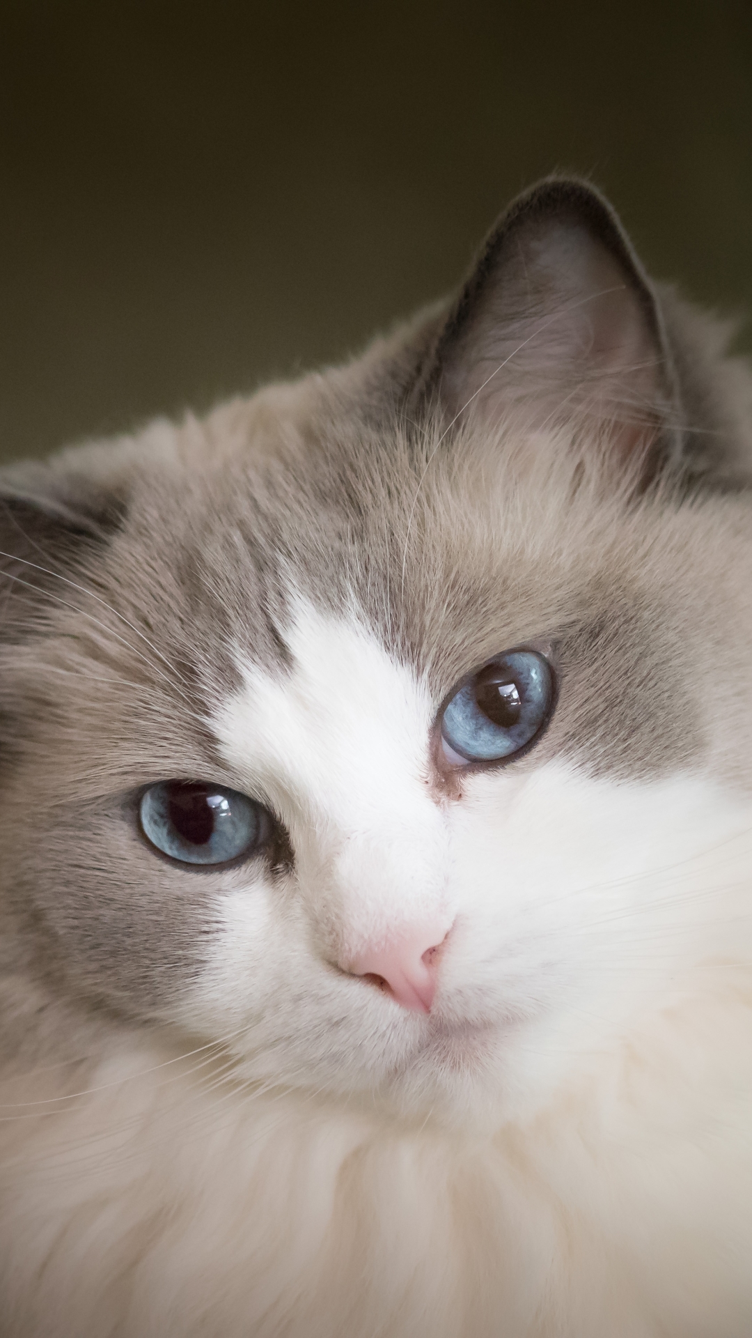 Download mobile wallpaper Cats, Cat, Animal, Blue Eyes for free.