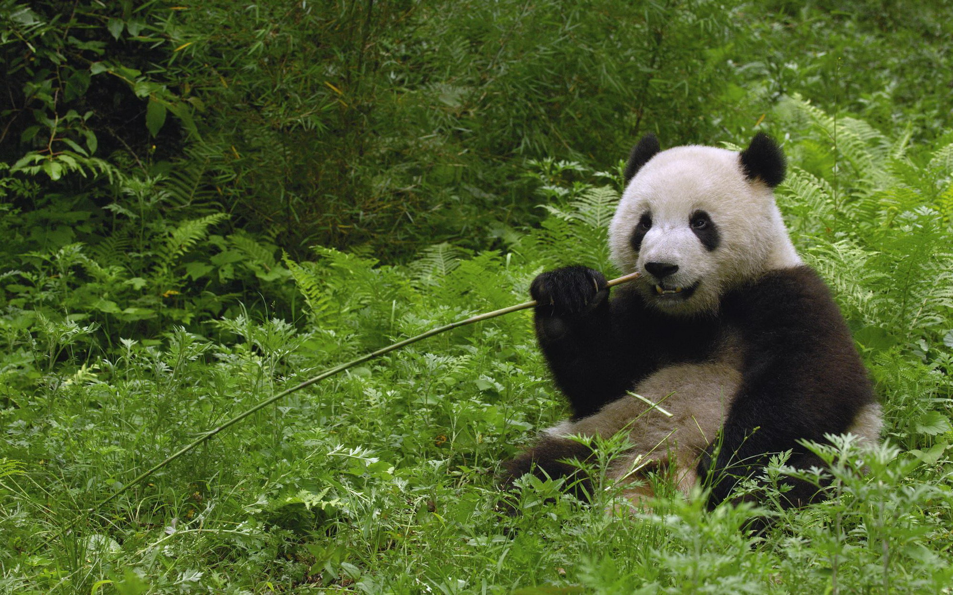 panda, animal, bamboo, cute