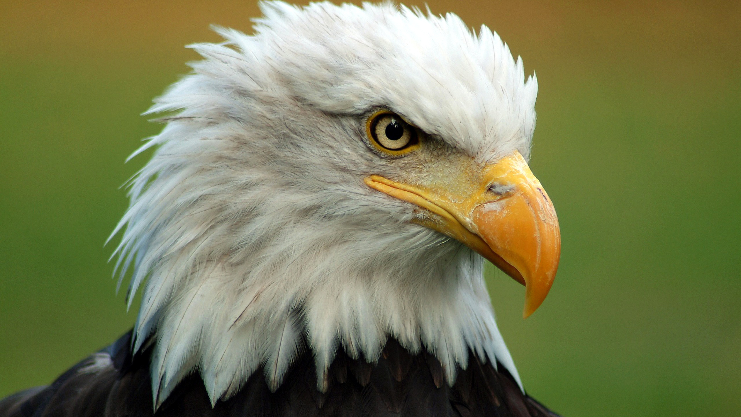 Free download wallpaper Bald Eagle, Birds, Animal on your PC desktop