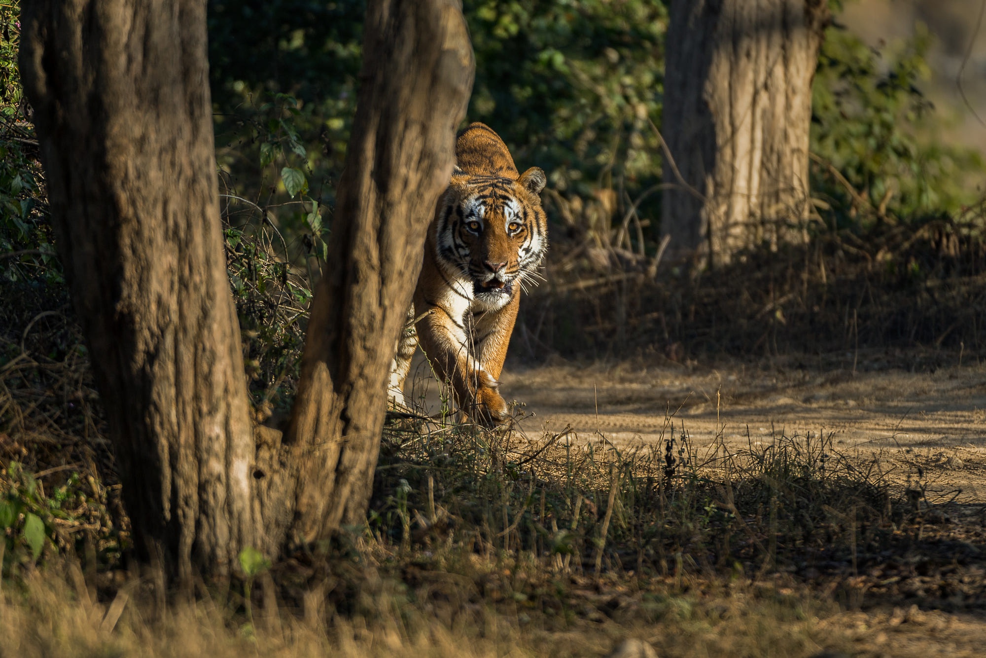 Descarga gratuita de fondo de pantalla para móvil de Animales, Gatos, Tigre.