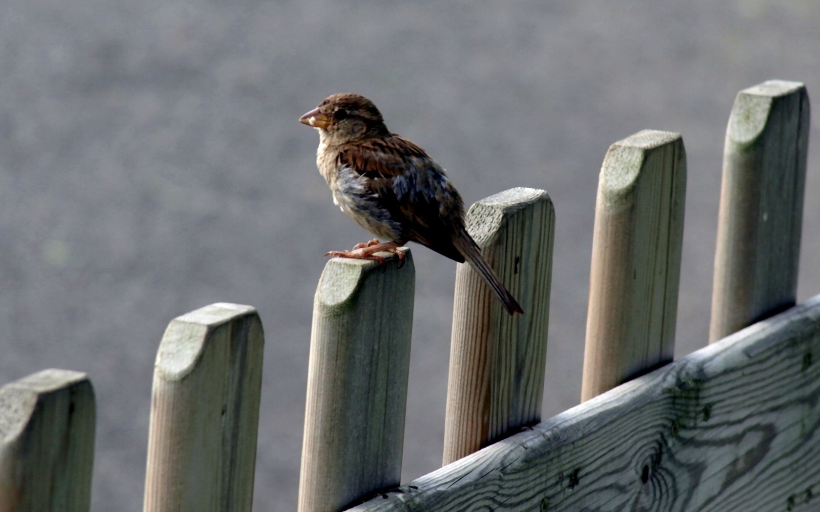 Laden Sie das Vogel, Vögel, Tiere-Bild kostenlos auf Ihren PC-Desktop herunter