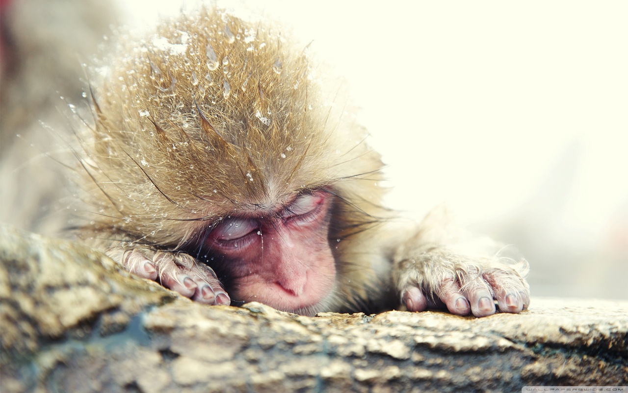 Baixe gratuitamente a imagem Animais, Macaco Japonês na área de trabalho do seu PC