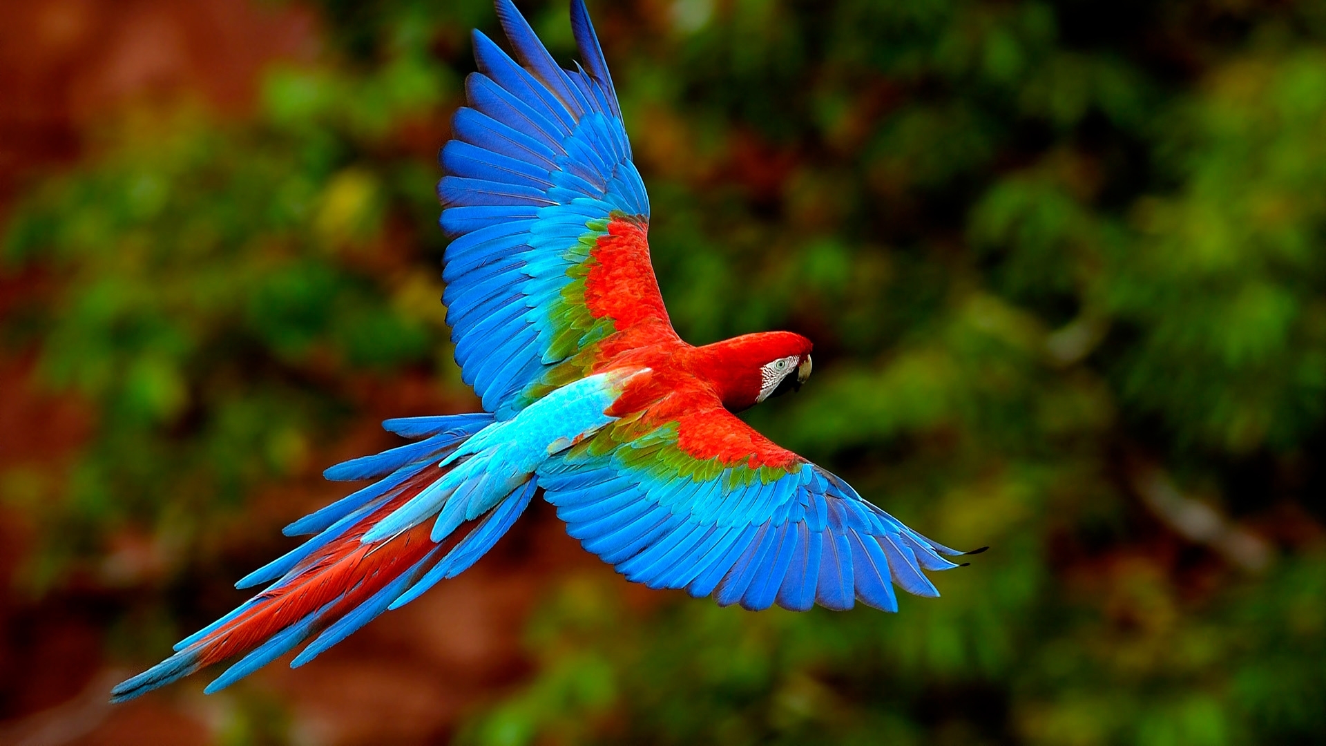 28484 télécharger l'image perroquets, oiseaux, animaux - fonds d'écran et économiseurs d'écran gratuits