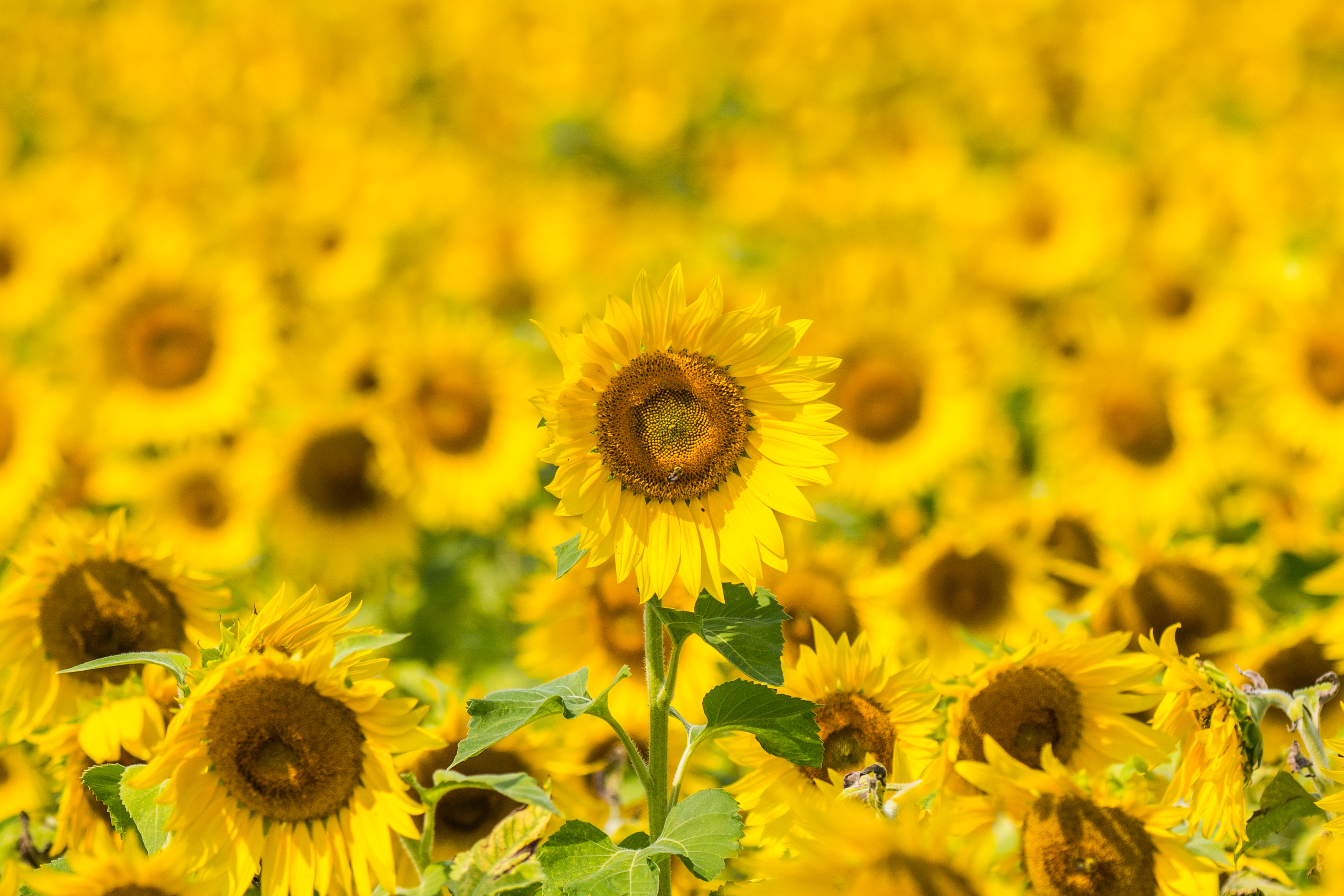 Download mobile wallpaper Flowering, Bloom, Field, Flowers, Sunflowers for free.