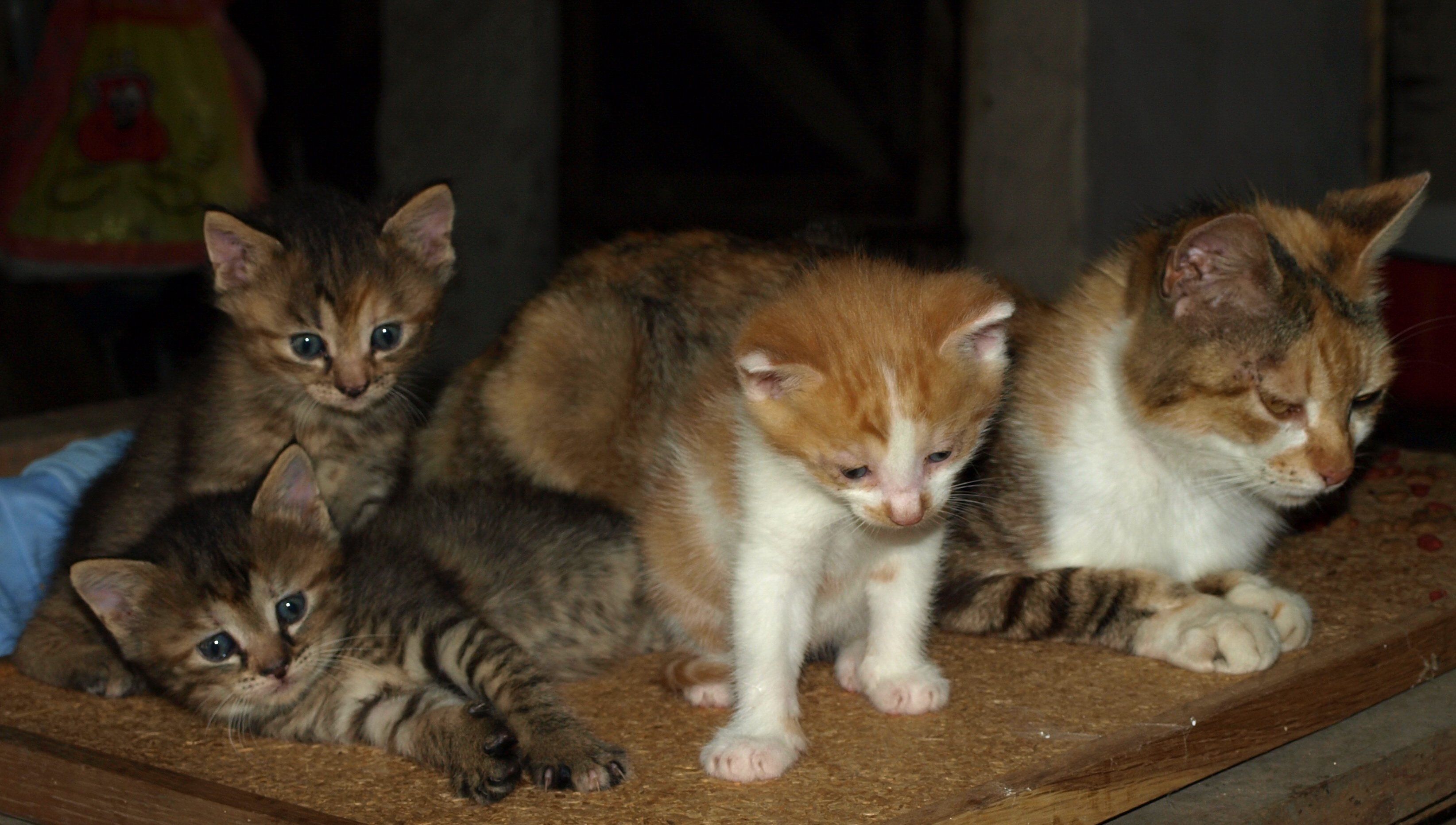 Laden Sie das Tiere, Katzen, Katze, Kätzchen-Bild kostenlos auf Ihren PC-Desktop herunter