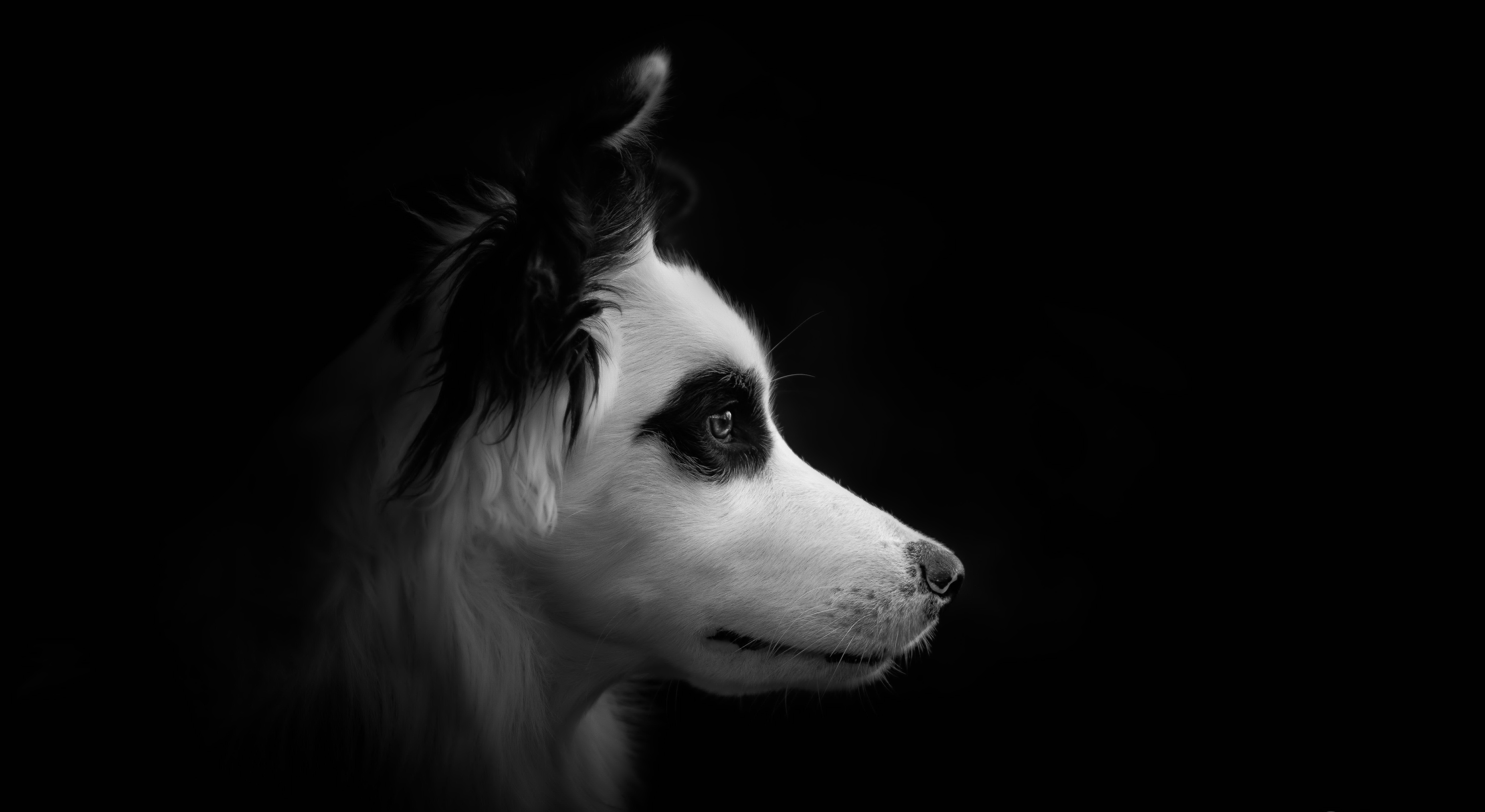 Download mobile wallpaper Dogs, Dog, Animal, Black & White for free.