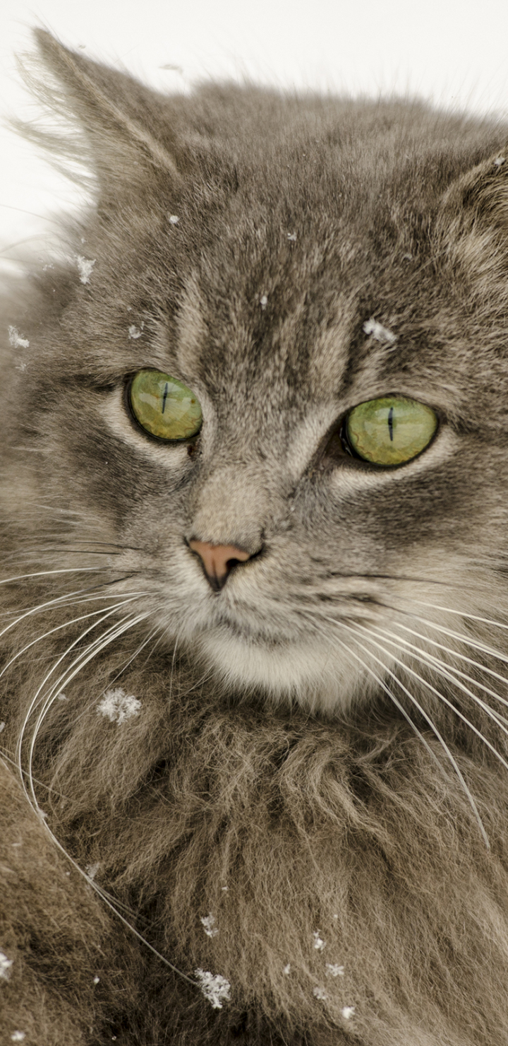 無料モバイル壁紙動物, 冬, 雪, ネコ, 猫, 降雪をダウンロードします。