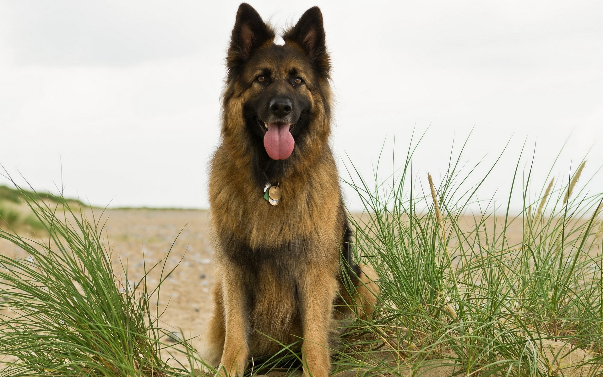 Free download wallpaper Dogs, Animal, German Shepherd on your PC desktop