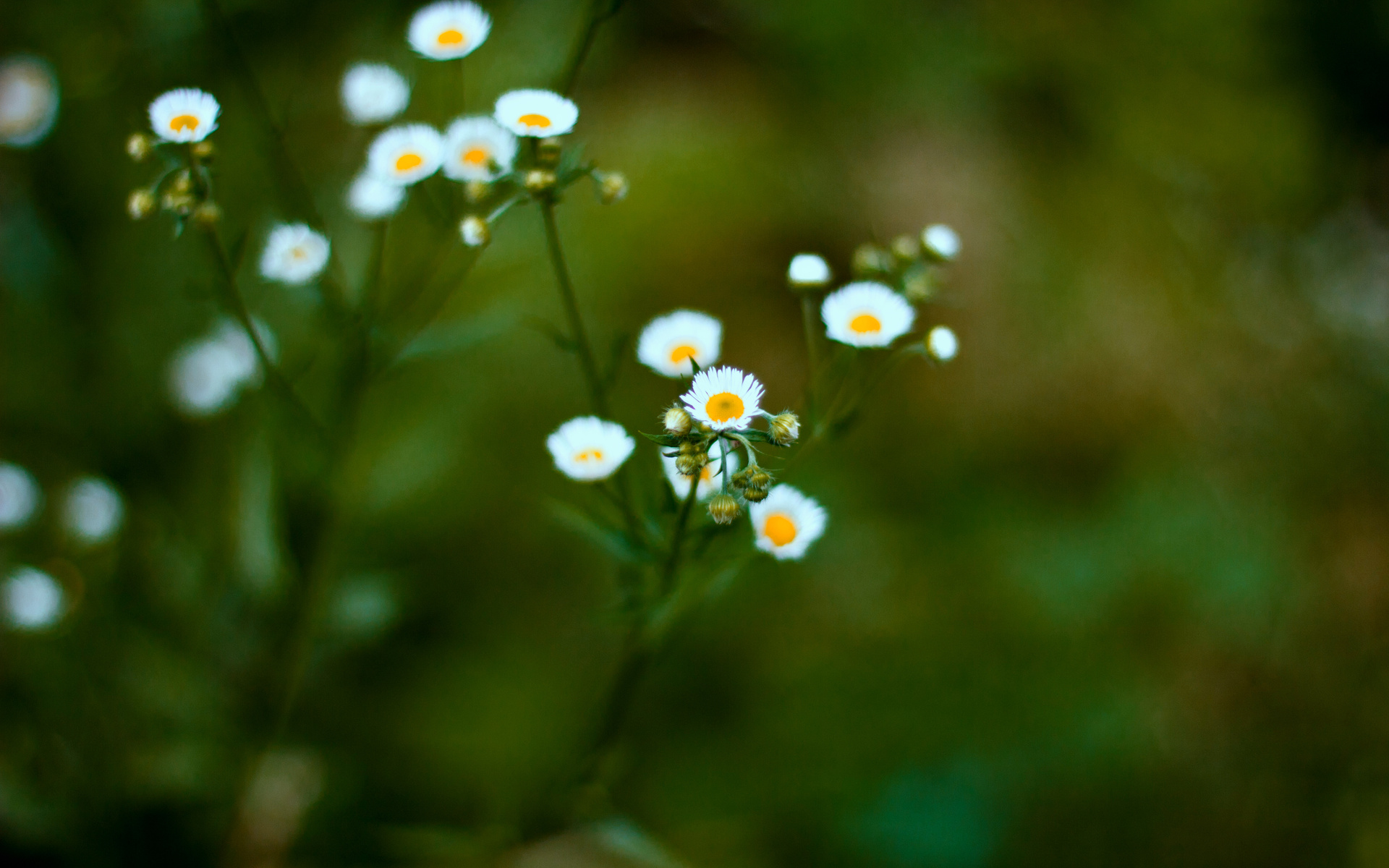 Baixe gratuitamente a imagem Flores, Flor, Terra/natureza na área de trabalho do seu PC