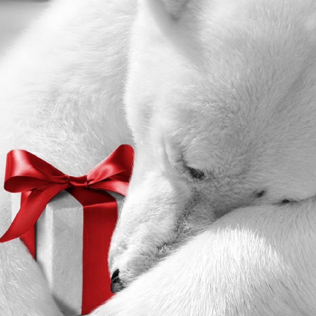 Baixe gratuitamente a imagem Natal, Presente, Urso Polar, Feriados na área de trabalho do seu PC