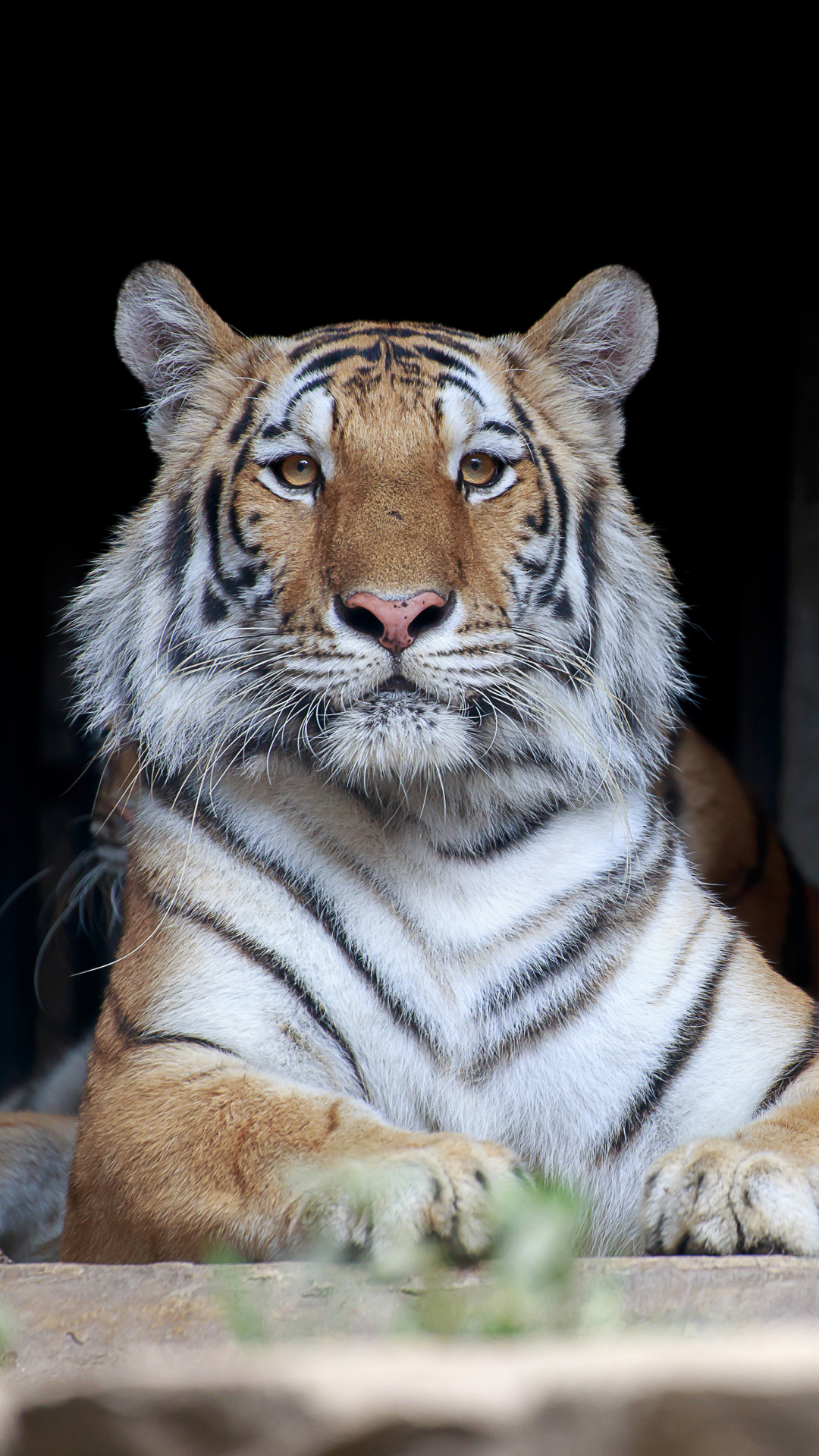 Descarga gratuita de fondo de pantalla para móvil de Animales, Gatos, Tigre.