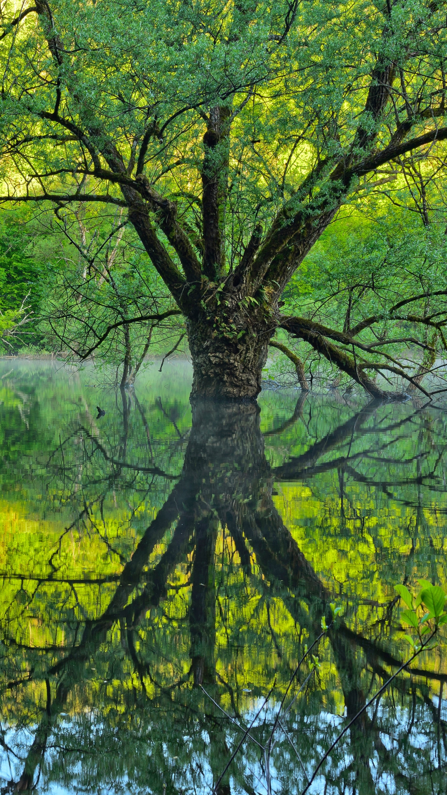 Download mobile wallpaper Reflection, Tree, Earth for free.